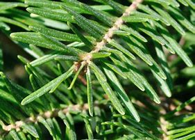 Maine Balsam Fir