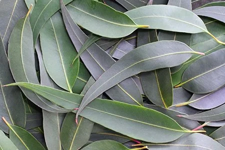Eucalyptus