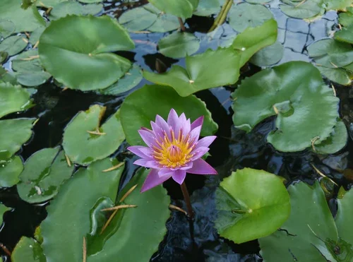 WaterlilyCypress_500x.webp