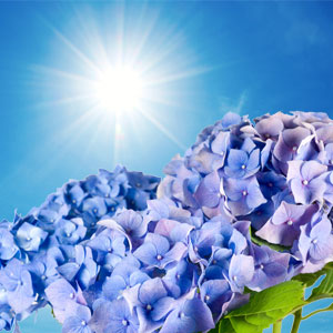 Blue Hydrangea