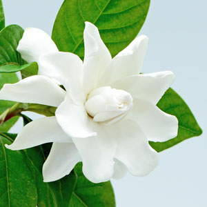 Gardenia