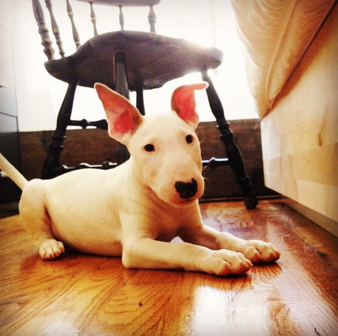 Happy International Puppy Day ❤️🐶 @isis.my.goddess was three months old when she came to me in 2013. Now I can&rsquo;t imagine a life without her. #internationalpuppyday #bullterrierlove #bullterriersofinstagram #nycartists #nycbully