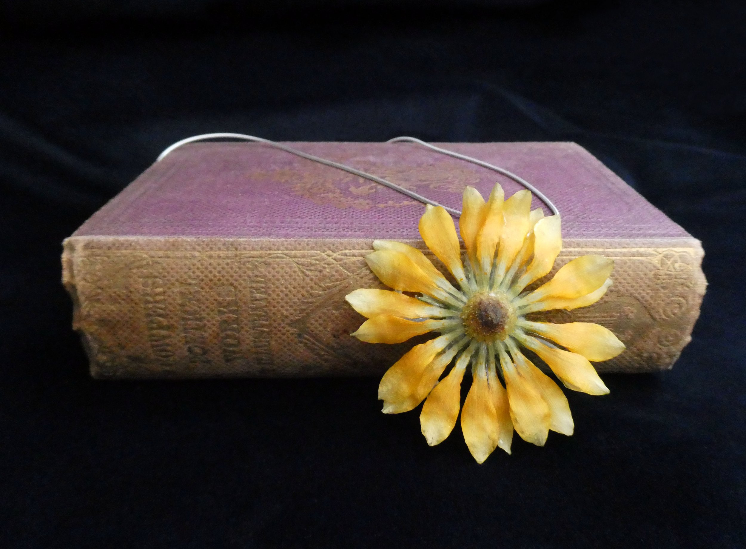 gazania front book.jpg