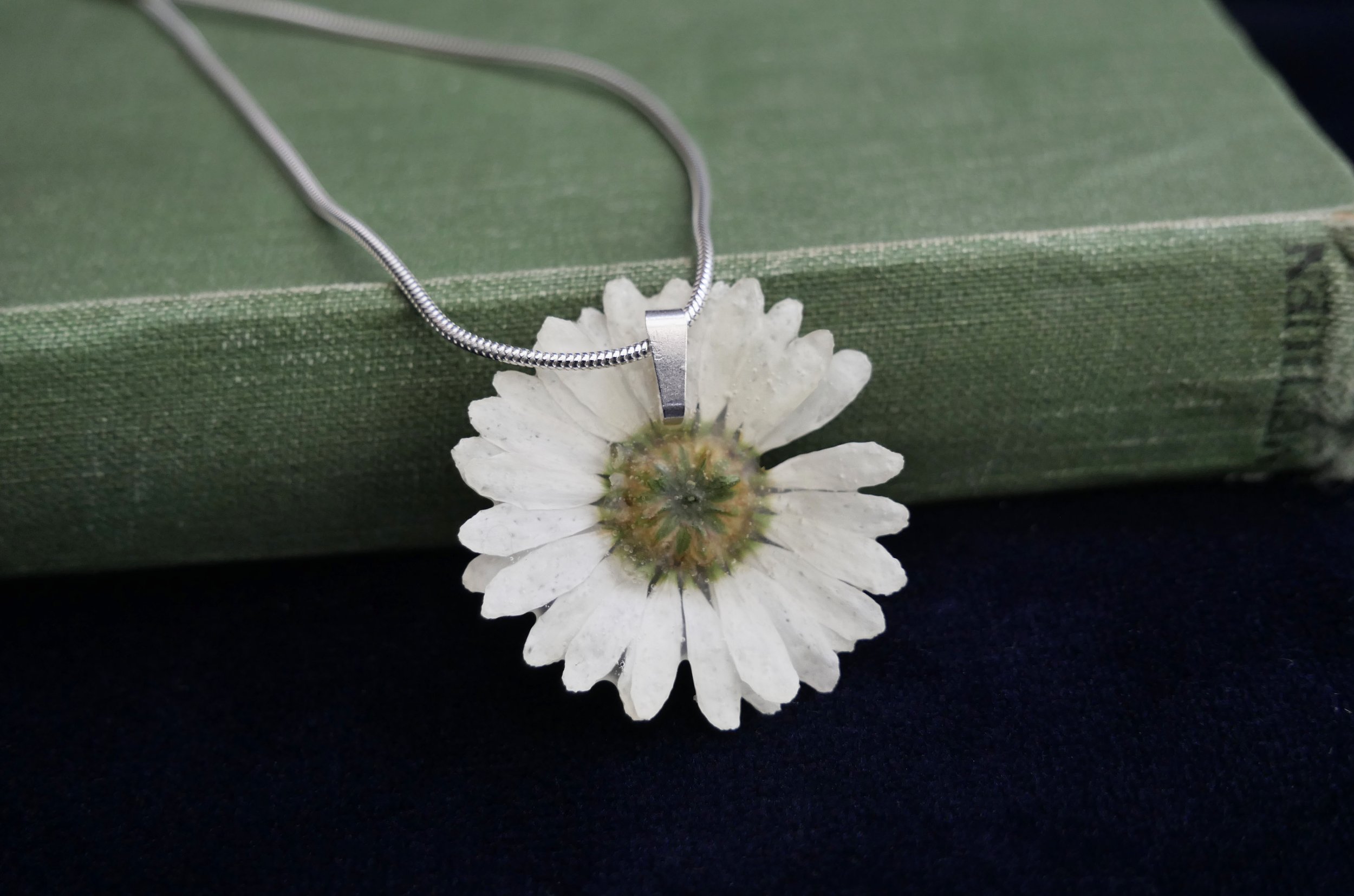 Marguerite daisy back on book 3 .jpg