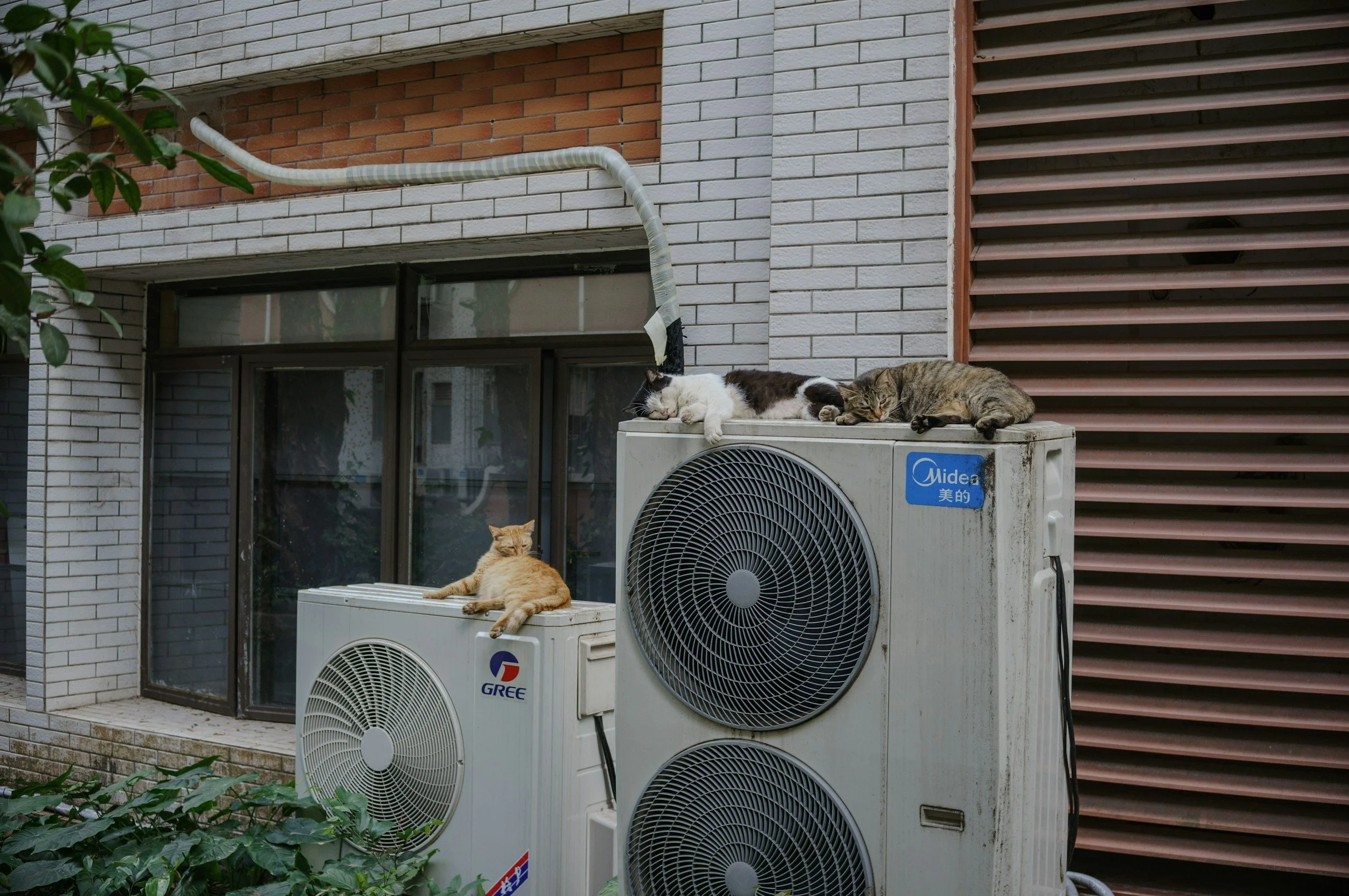 Sustainable Cat Boarding in 2025: Why Eco-Friendly Catteries Matter More Than Ever