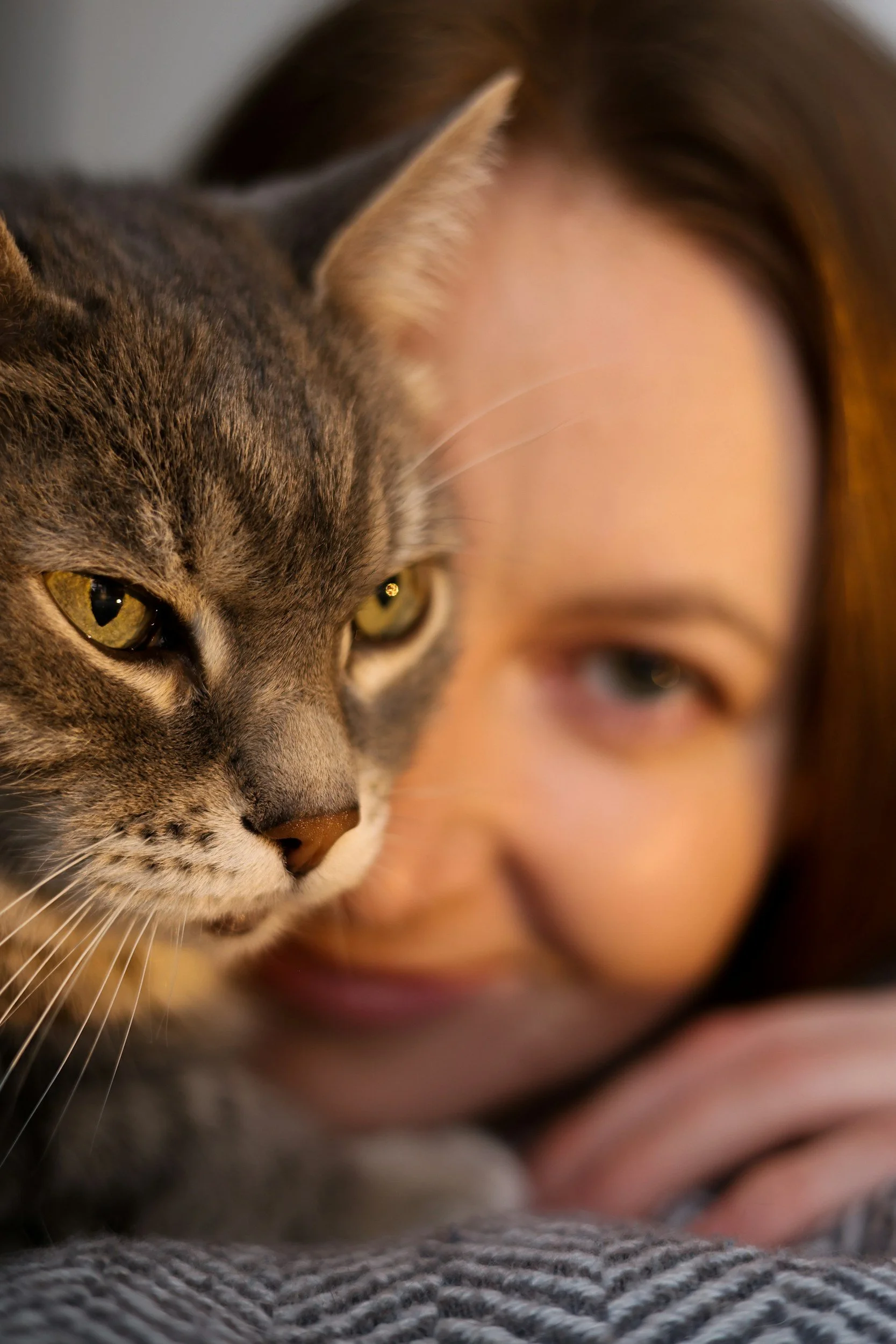 Why Catteries Are Better for Cats (and Their Owners) Than Cat Sitters