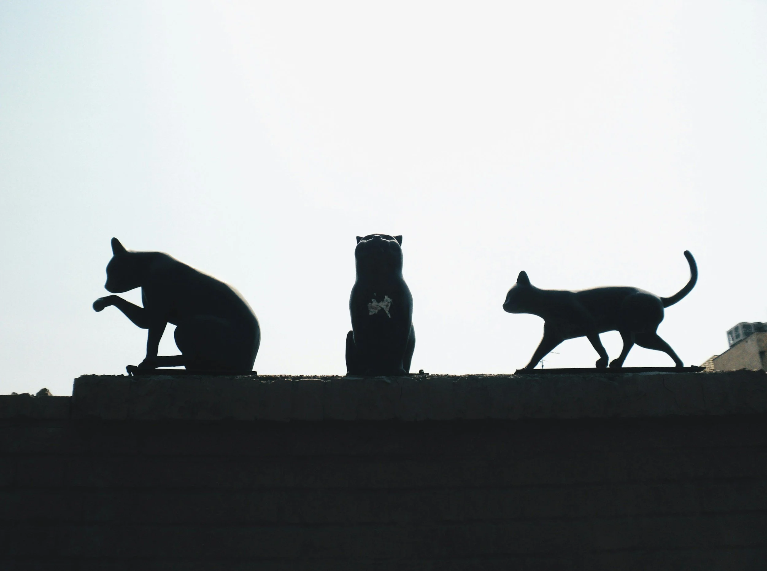 How the Wars in Iran and Ukraine Are Indirectly Affecting UK Cats in 2026