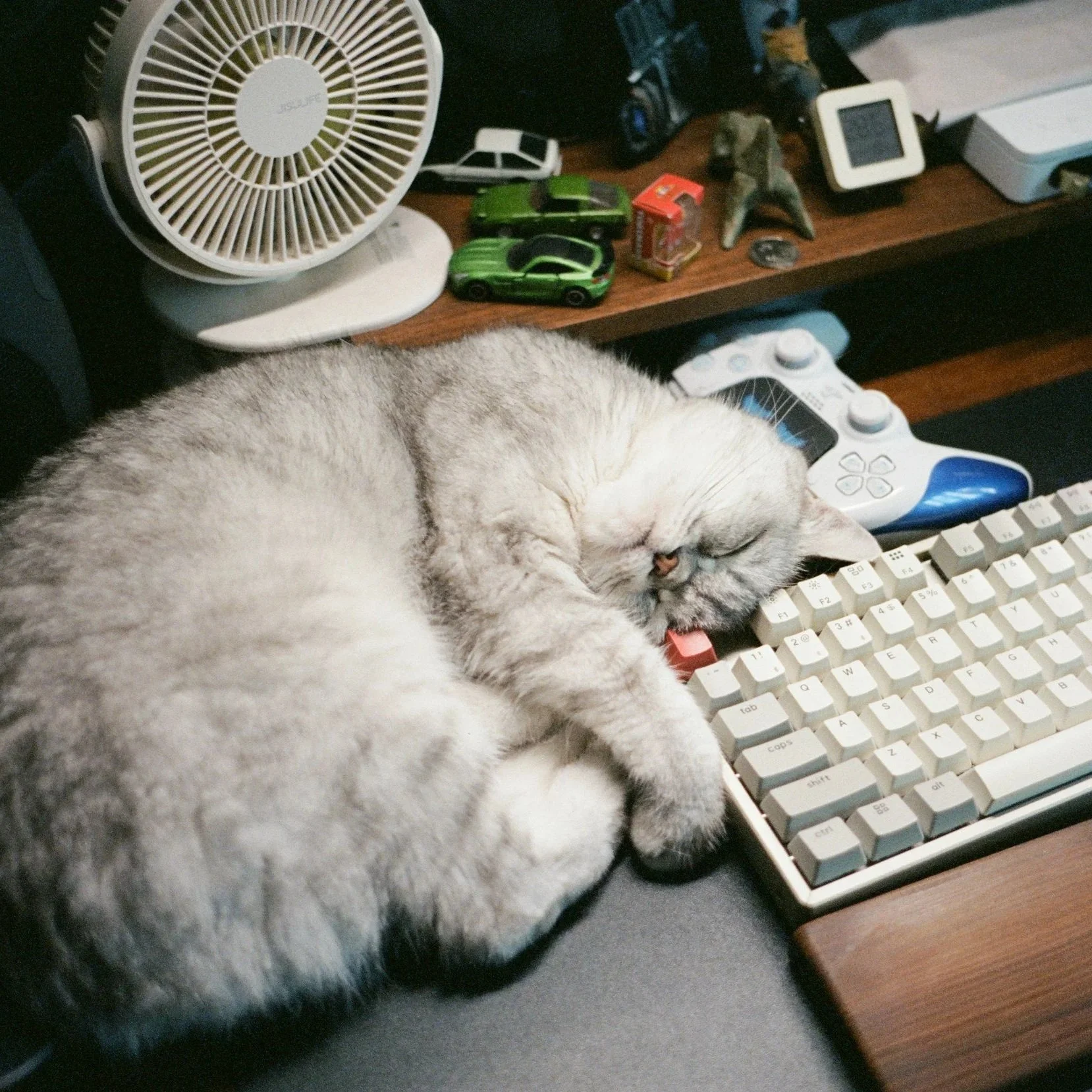 Heatwave Cat Safety: How to Keep Your Cat Comfortable in Hot UK Weather
