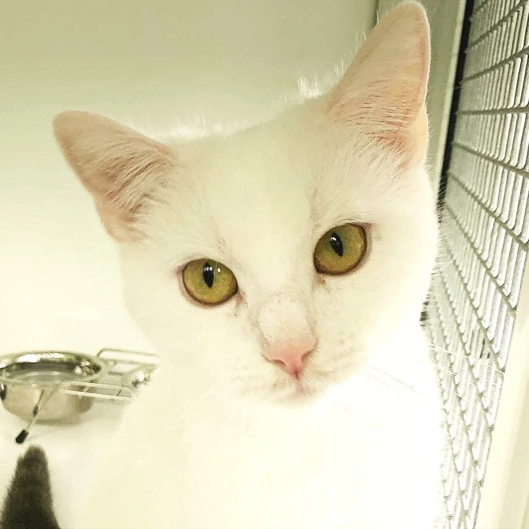 Close-up of a white cat with yellow eyes in a cage.