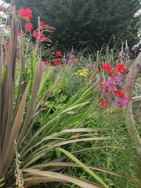 fiery-crocosmia-flowers