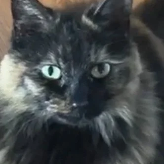 Close-up of a tortoiseshell cat with green eyes