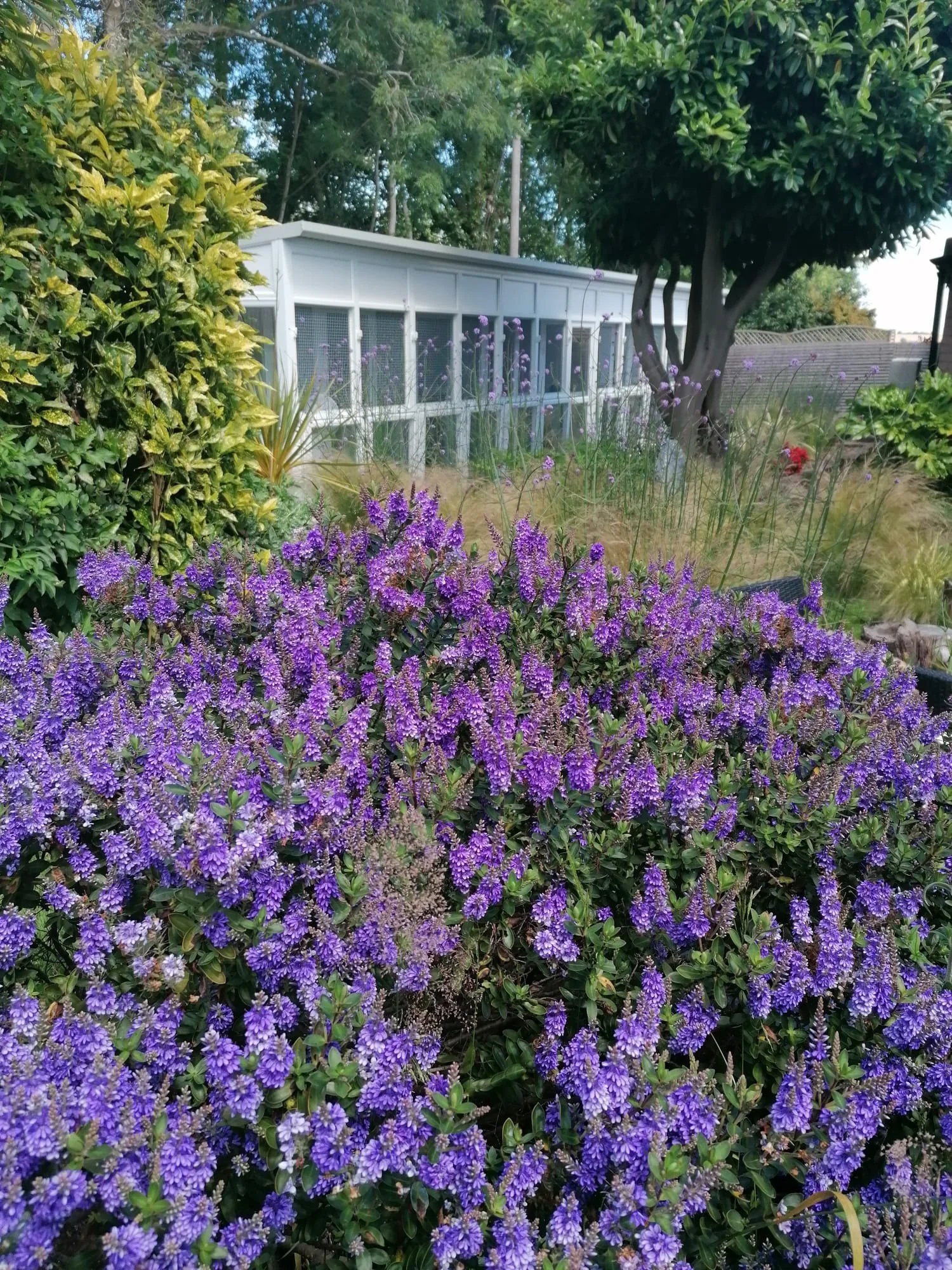 purple-flowering-hebe