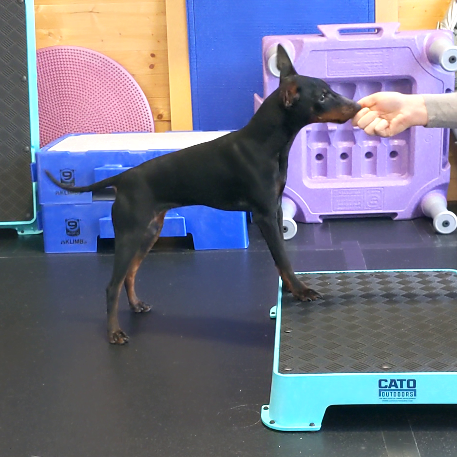 Manchester Terrier Puppy on a Cato board