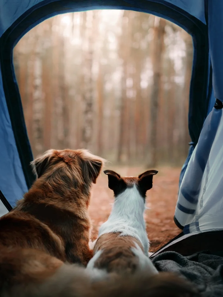 Wake up to adventure at Diamond Lake Resort with your four-legged friends by your side. Enjoy pet-friendly camping, cozy tent stays, and unforgettable moments in nature.