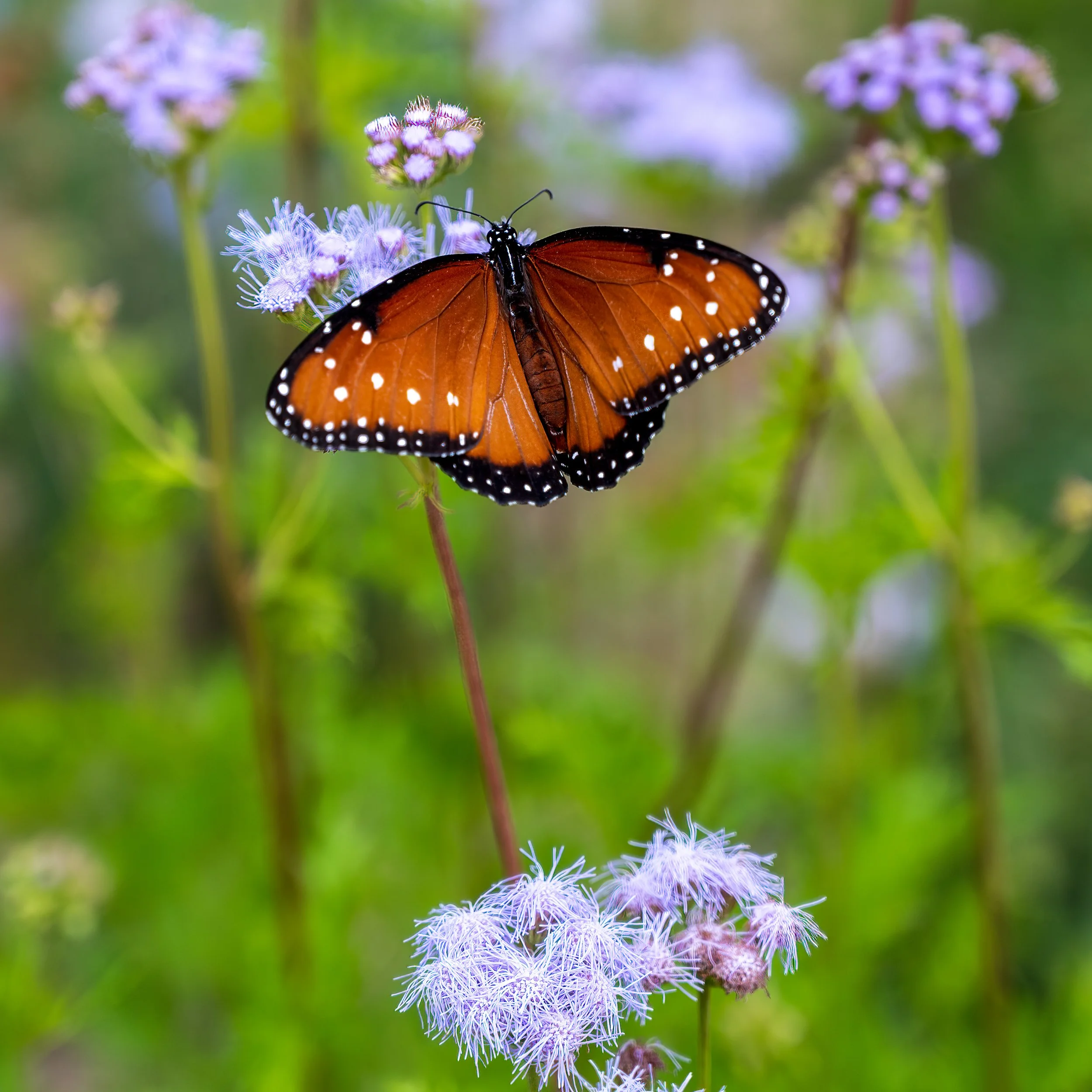 Queen Butterfly-2.jpg