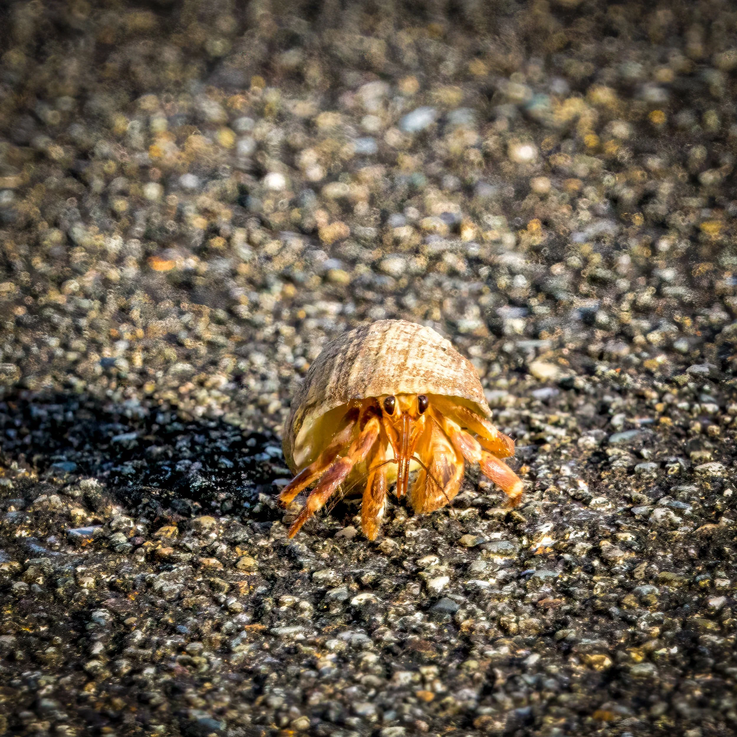 HermitCrab-1.jpg