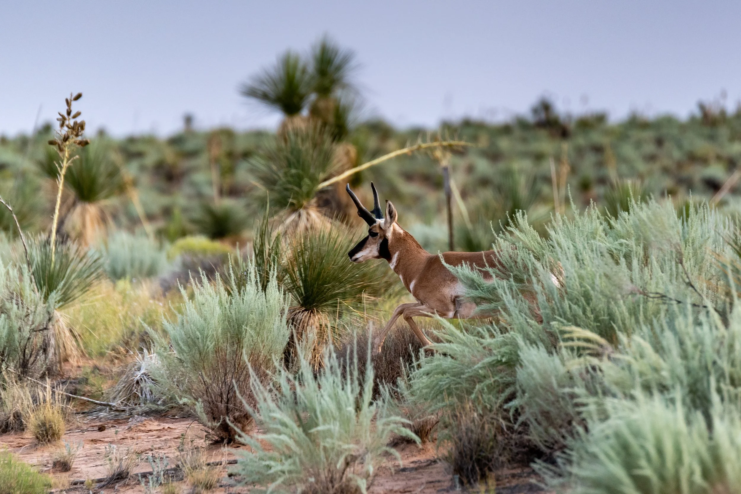 Antelope-2.jpg