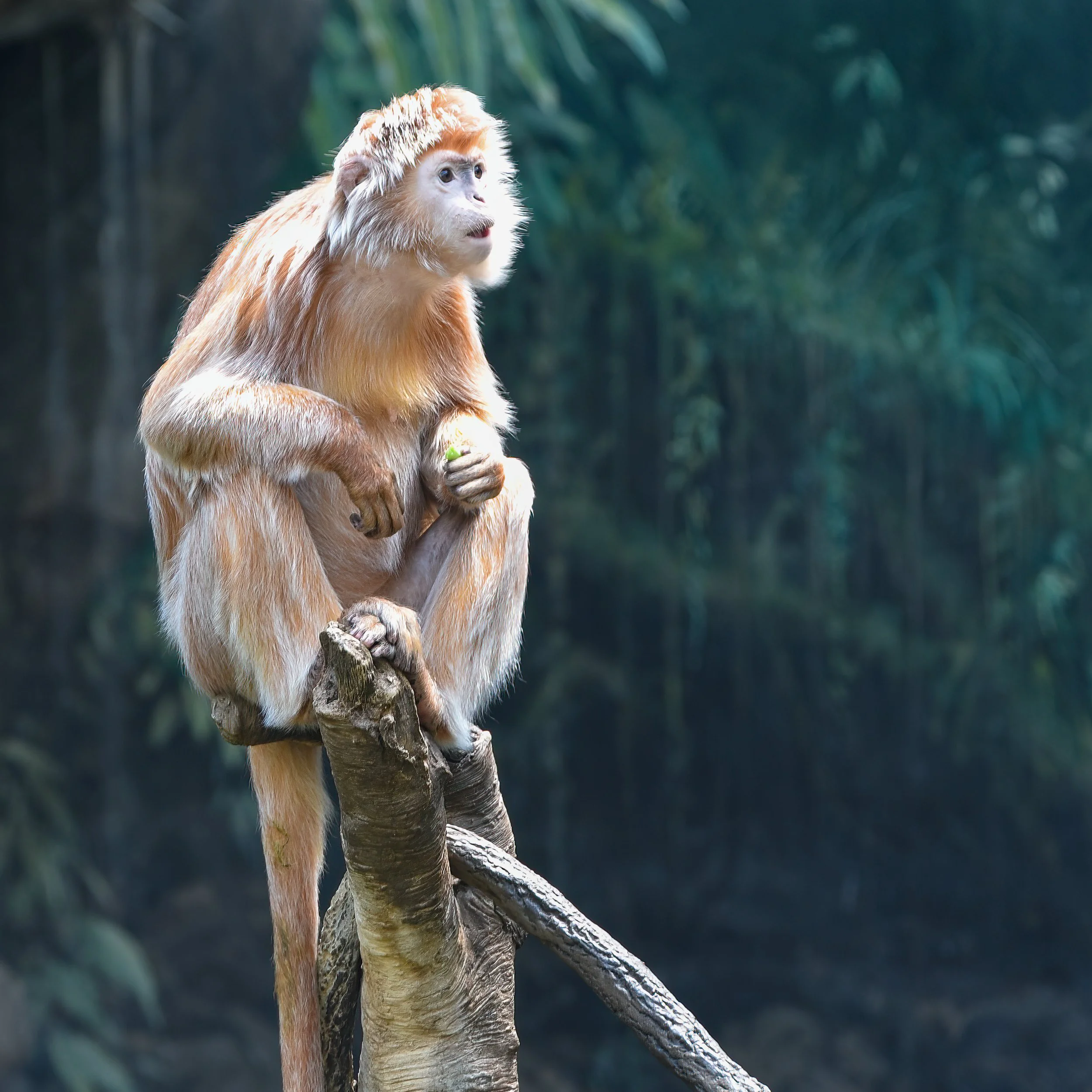 EbonyLangur-1.jpg