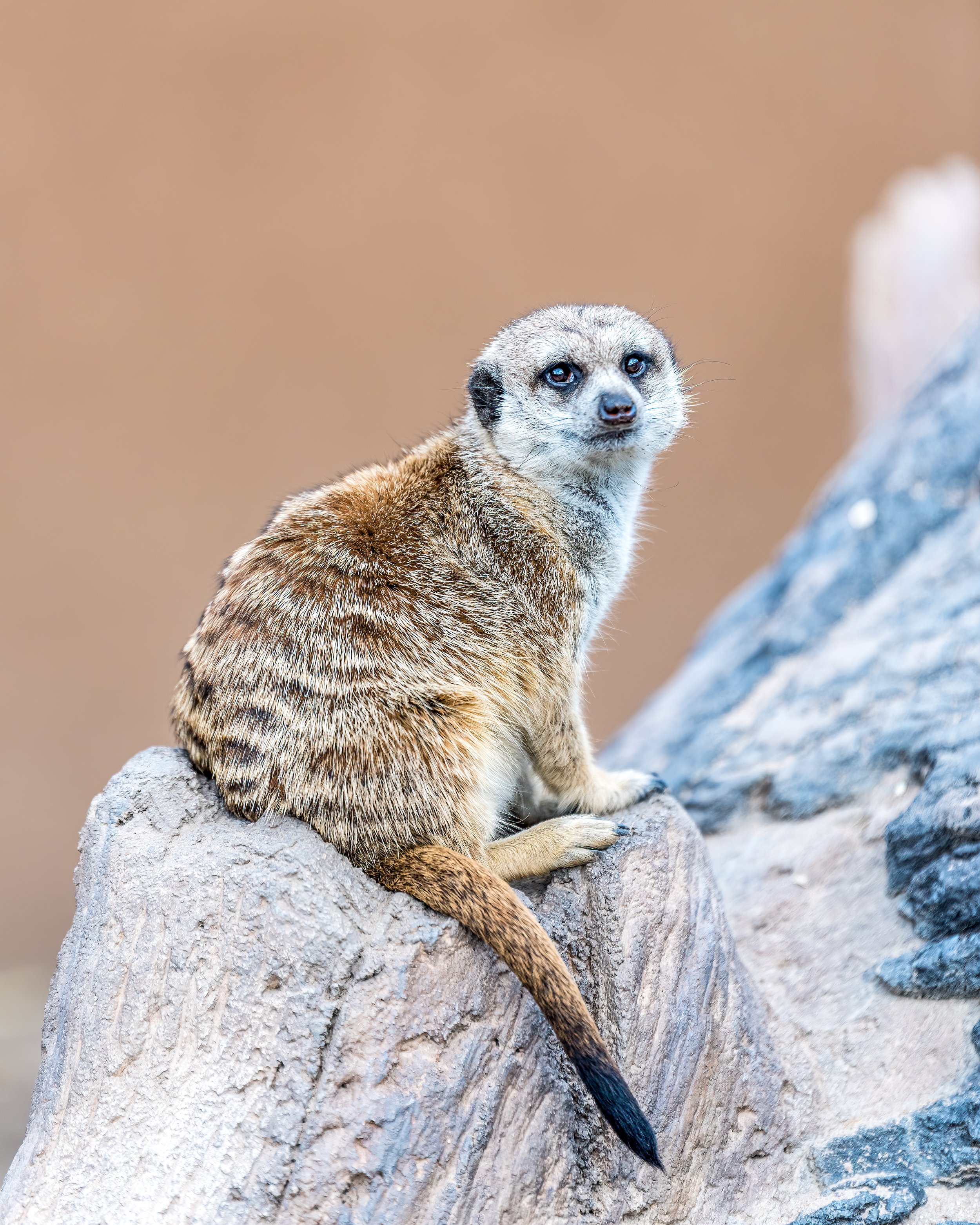Meerkat-2.jpg