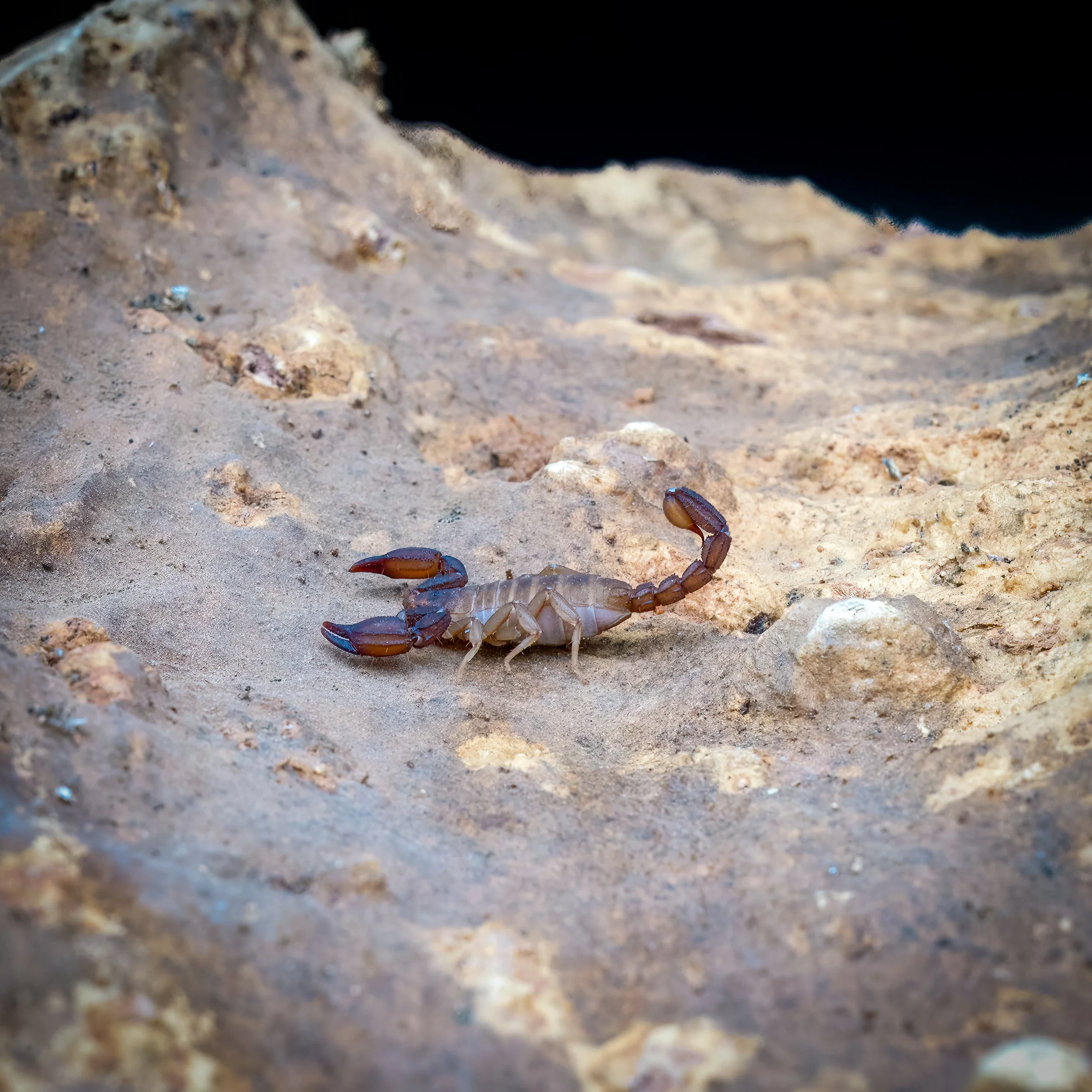 Pseudouroctonus santarita-4.jpg