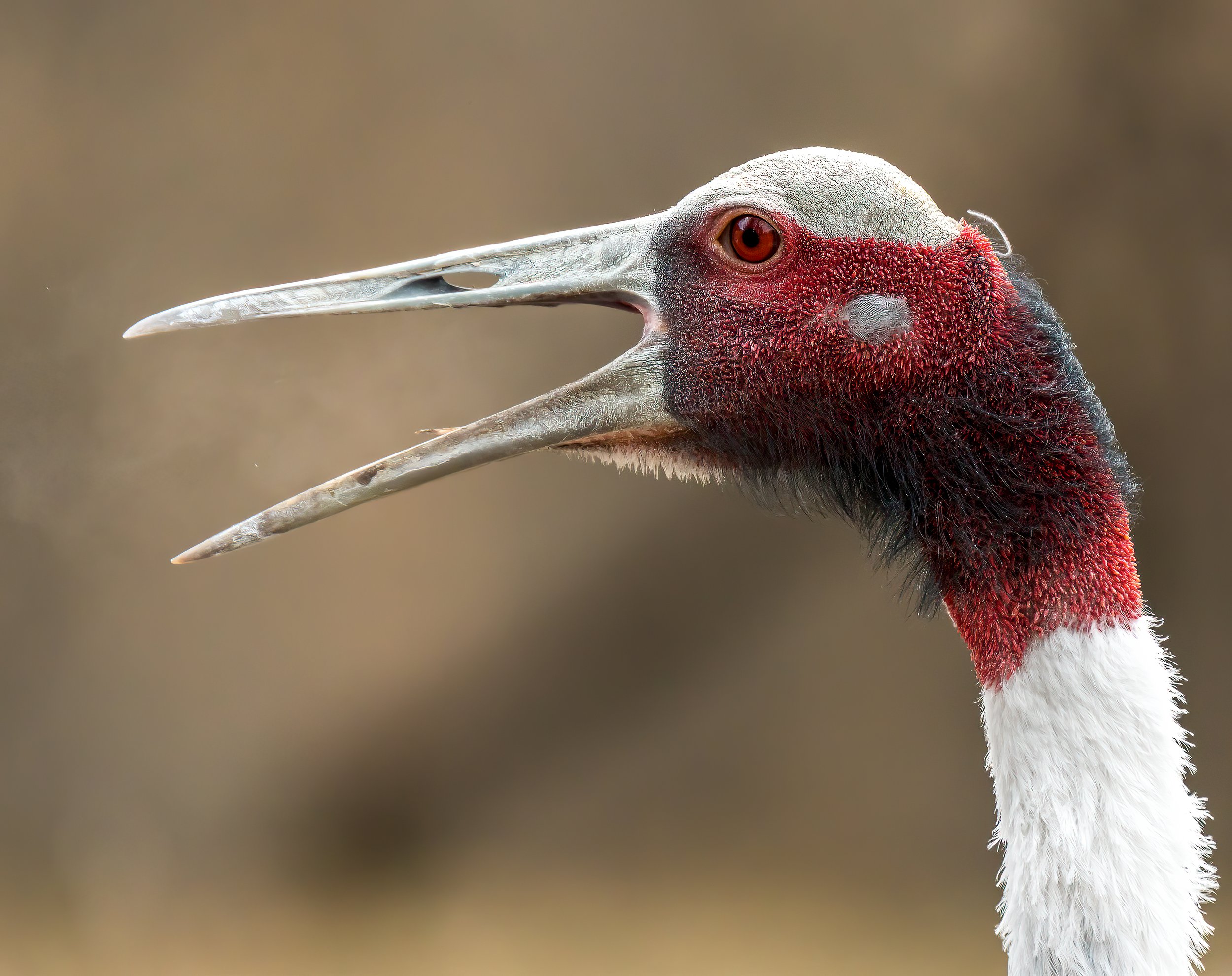 Crane-1.jpg