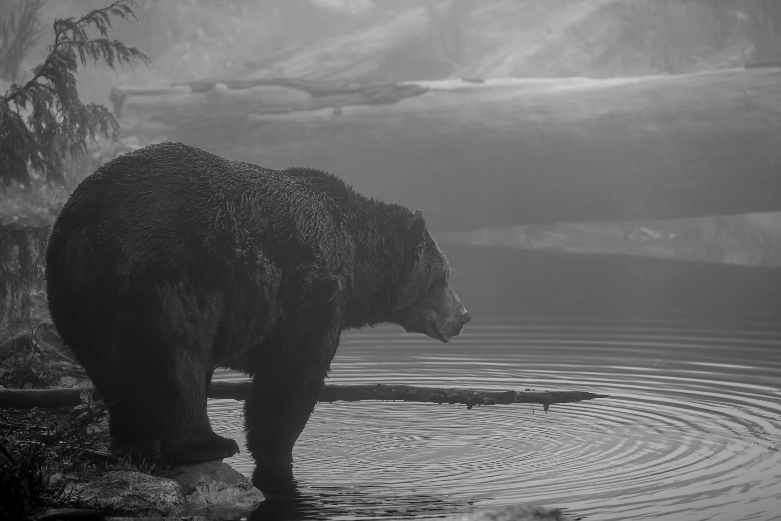 Canada -20.jpg