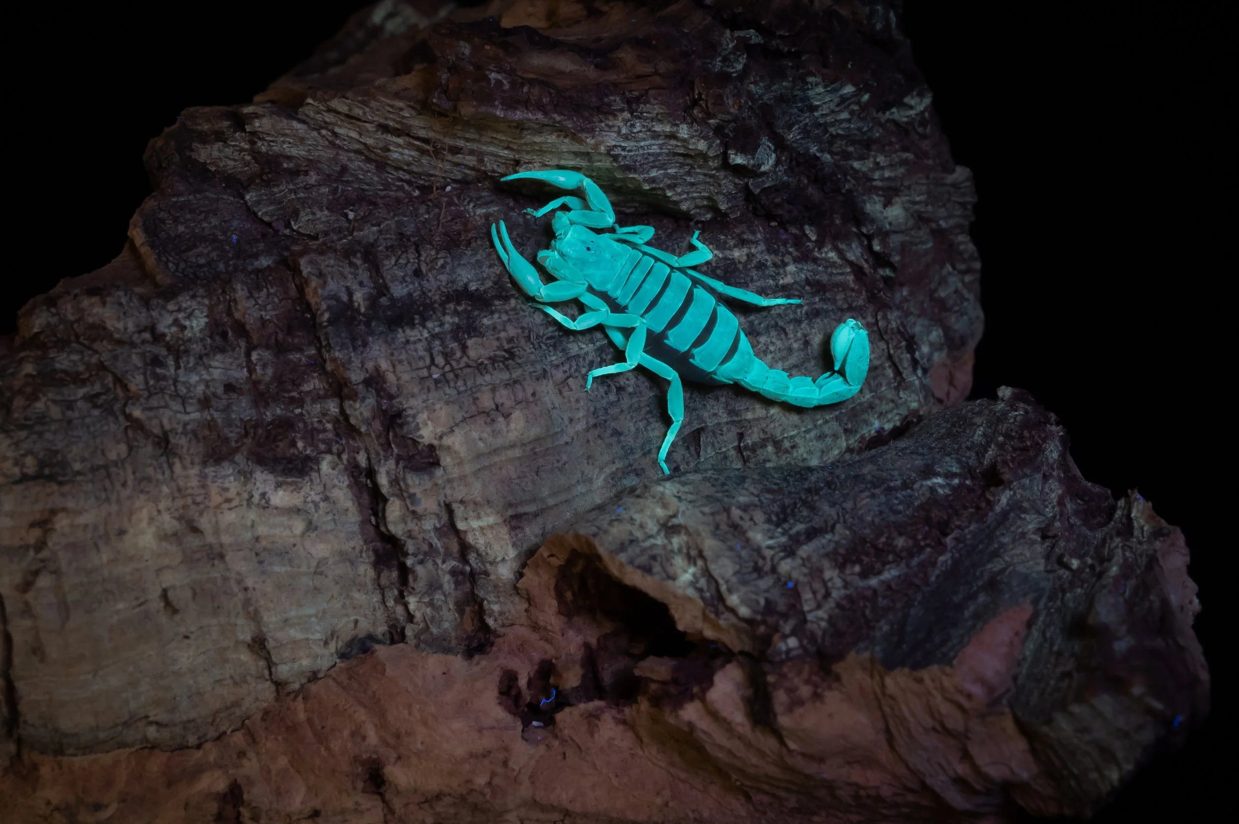 StripeTailScorpion-2.jpg