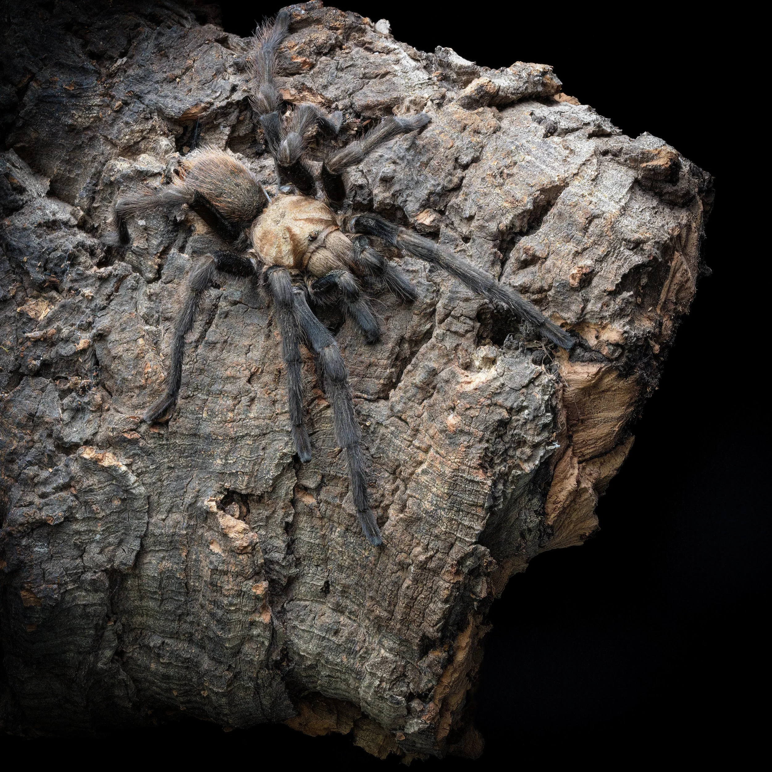 Arizona Blond Tarantula Aphonopelma chalcodes-3.jpg