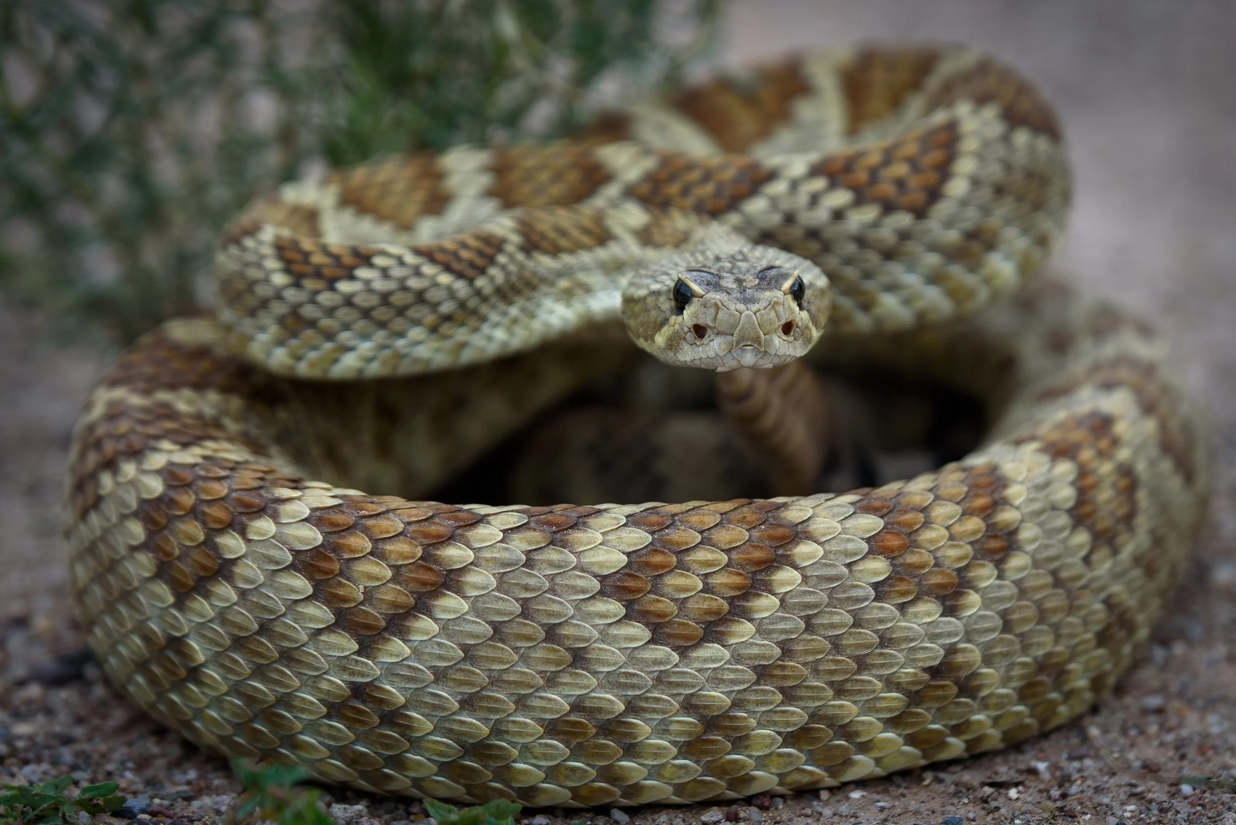 Mojave-2.jpg