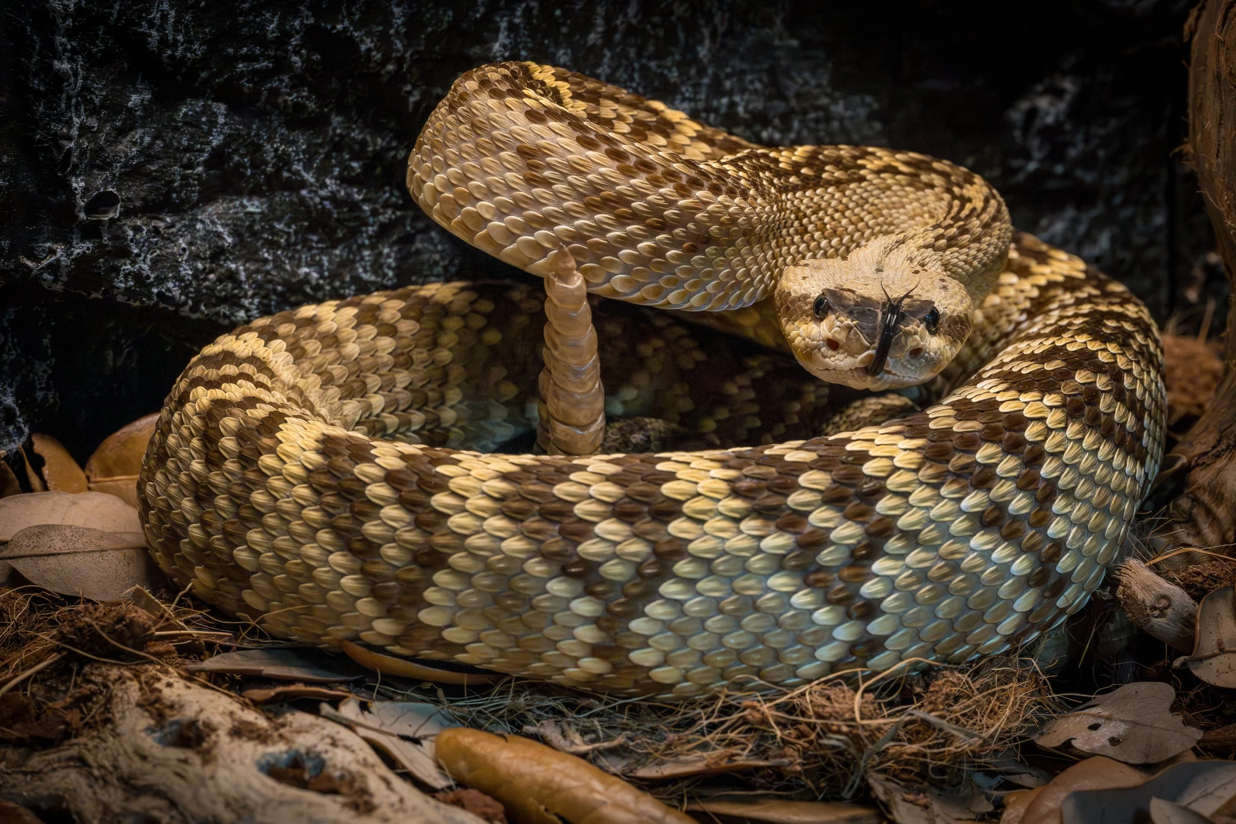 Black-Tailed Rattlesnake-2.jpg