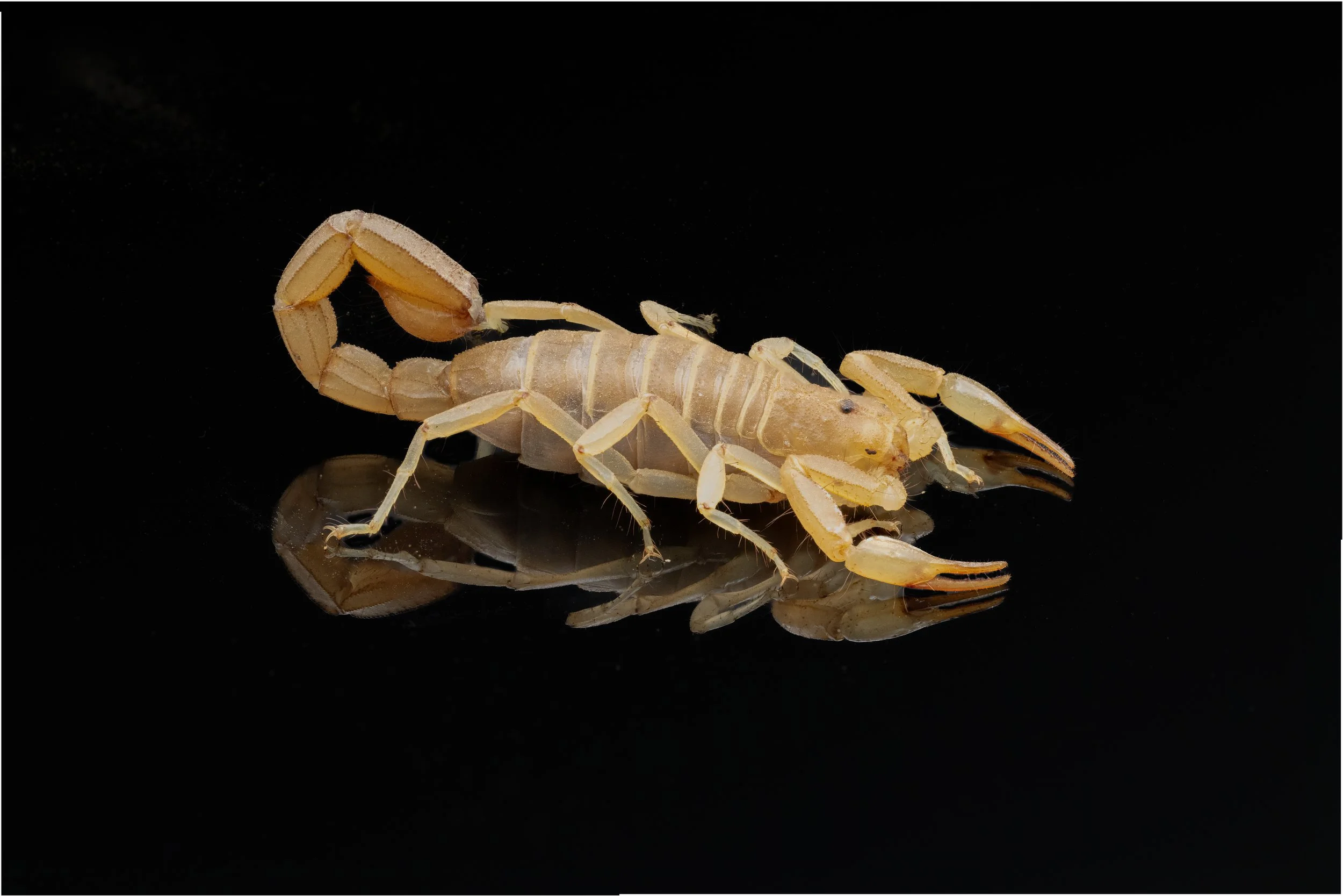 Desert Hairy Scorpion (Hadrurus arizonensis)