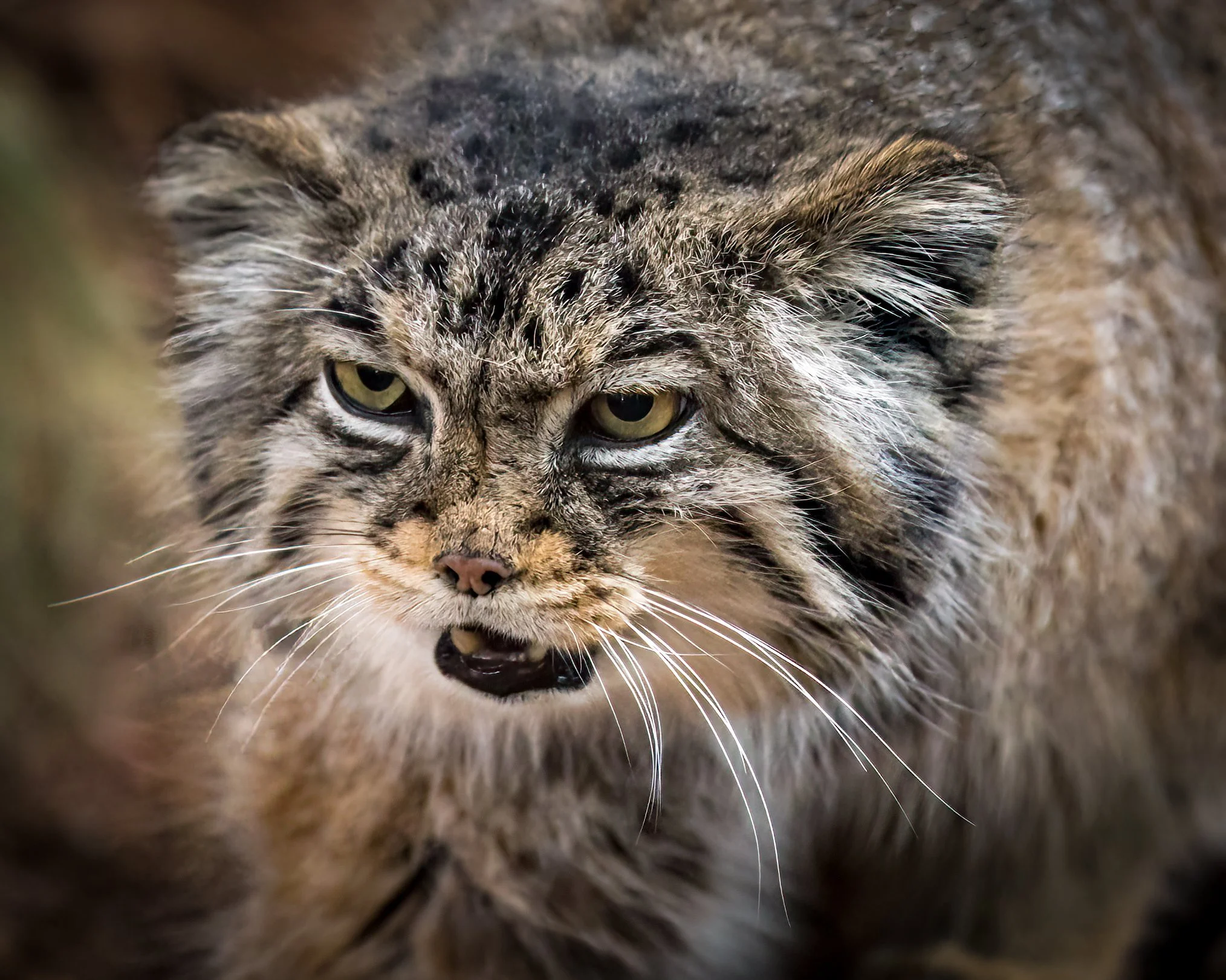 Bobcat-1.jpg