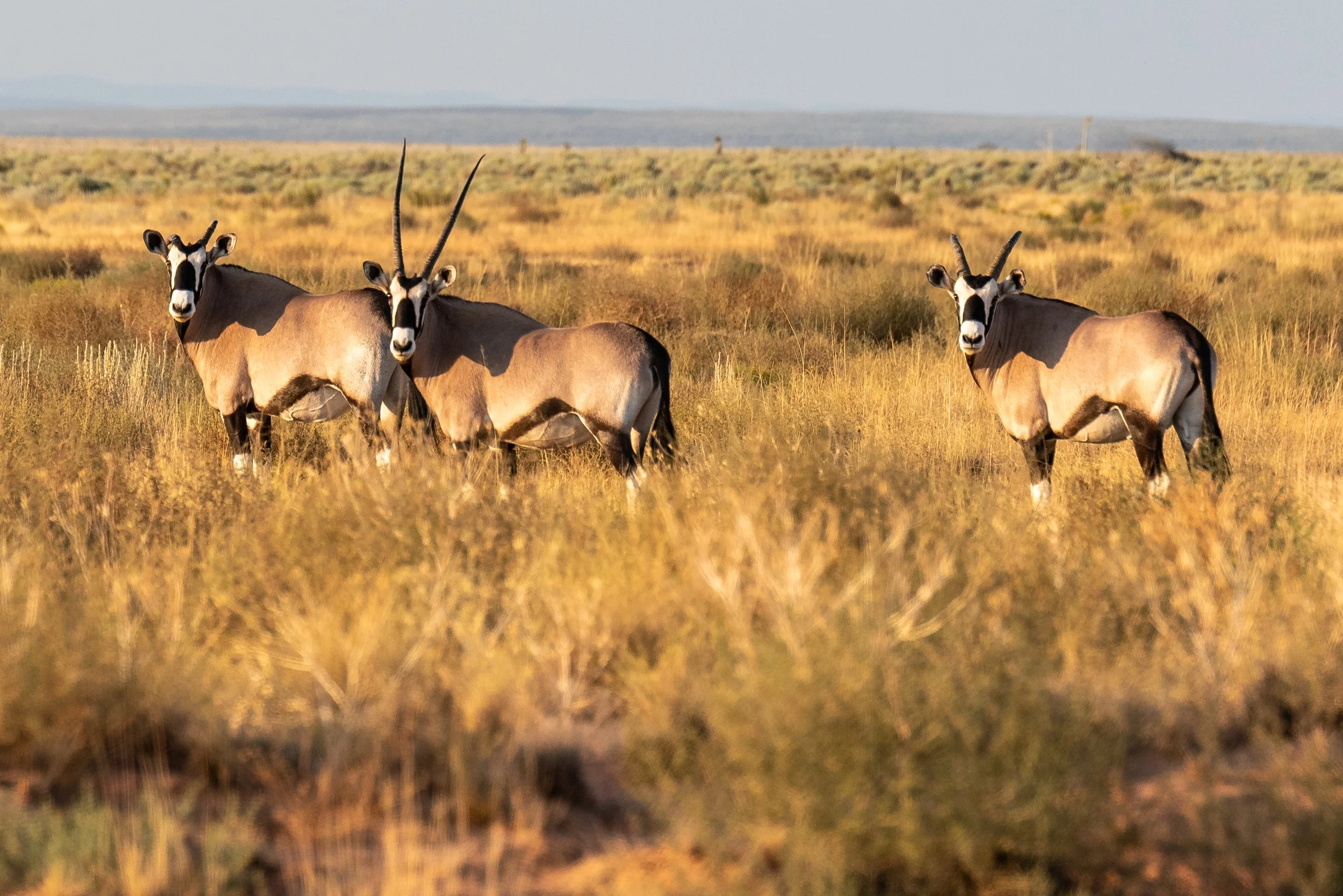 Oryx-1.jpg