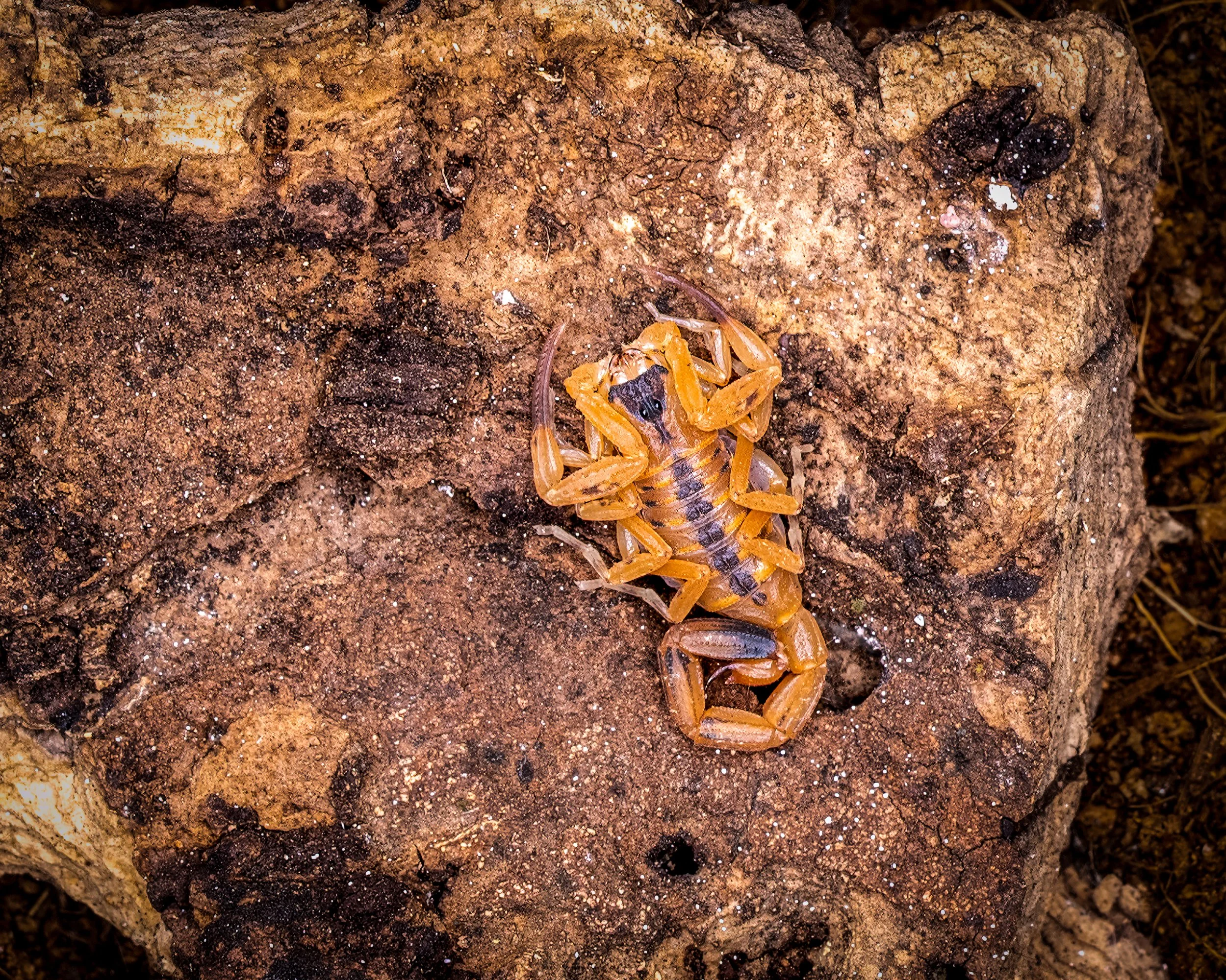 Tityus stigmurus-1.jpg