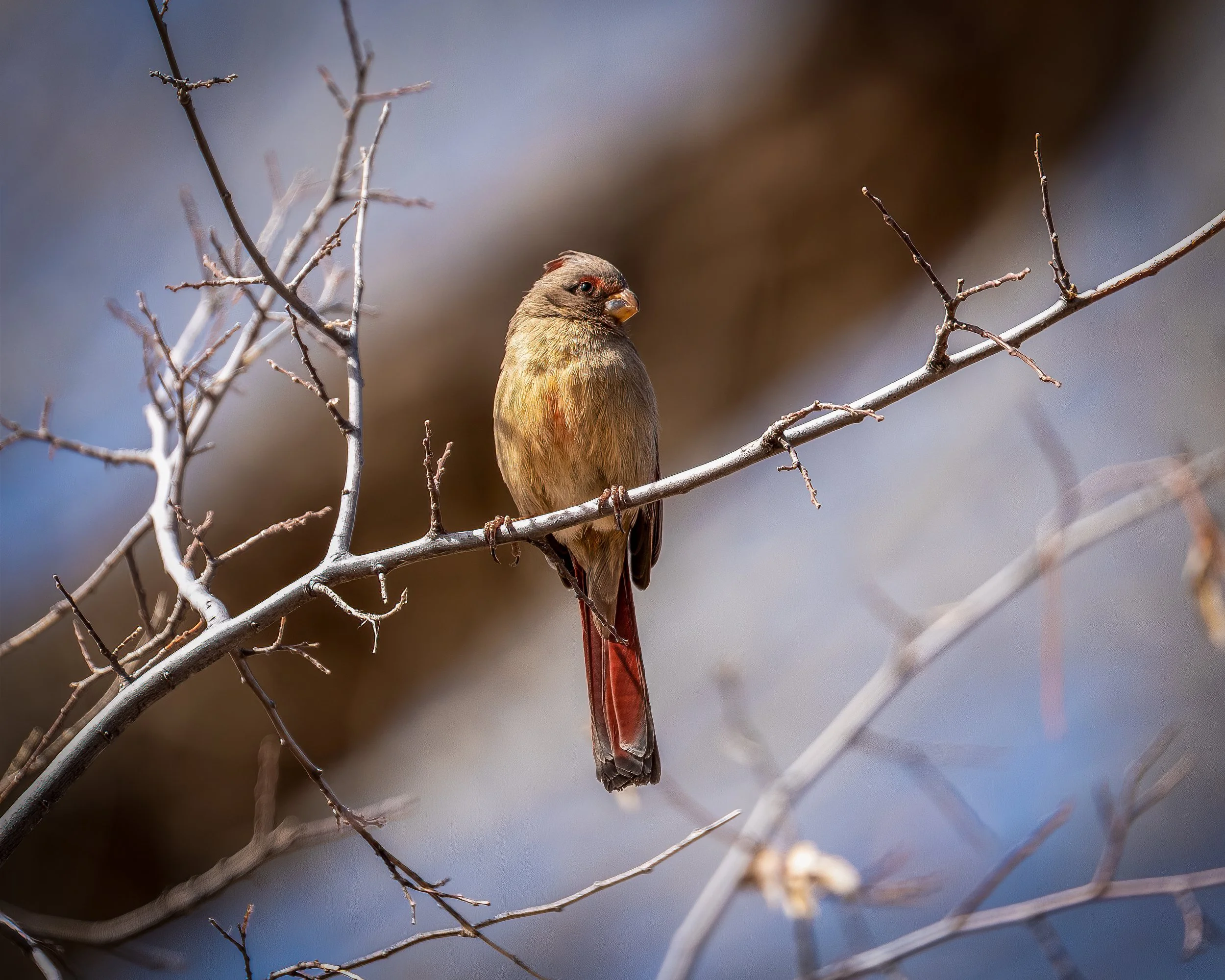 Pyrrhuloxia-1.jpg