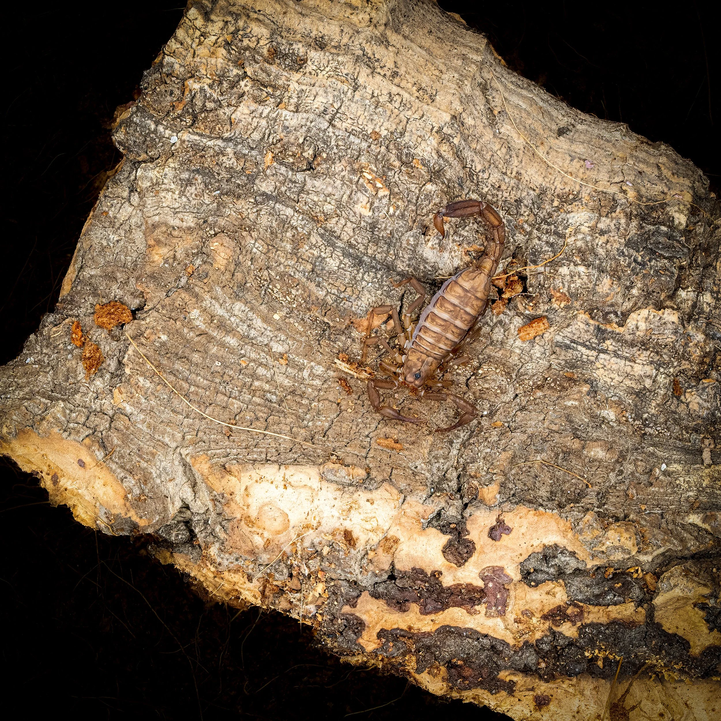 Santa Rita Mountains Litter Scorpion Vaejovis Grahami-1.jpg