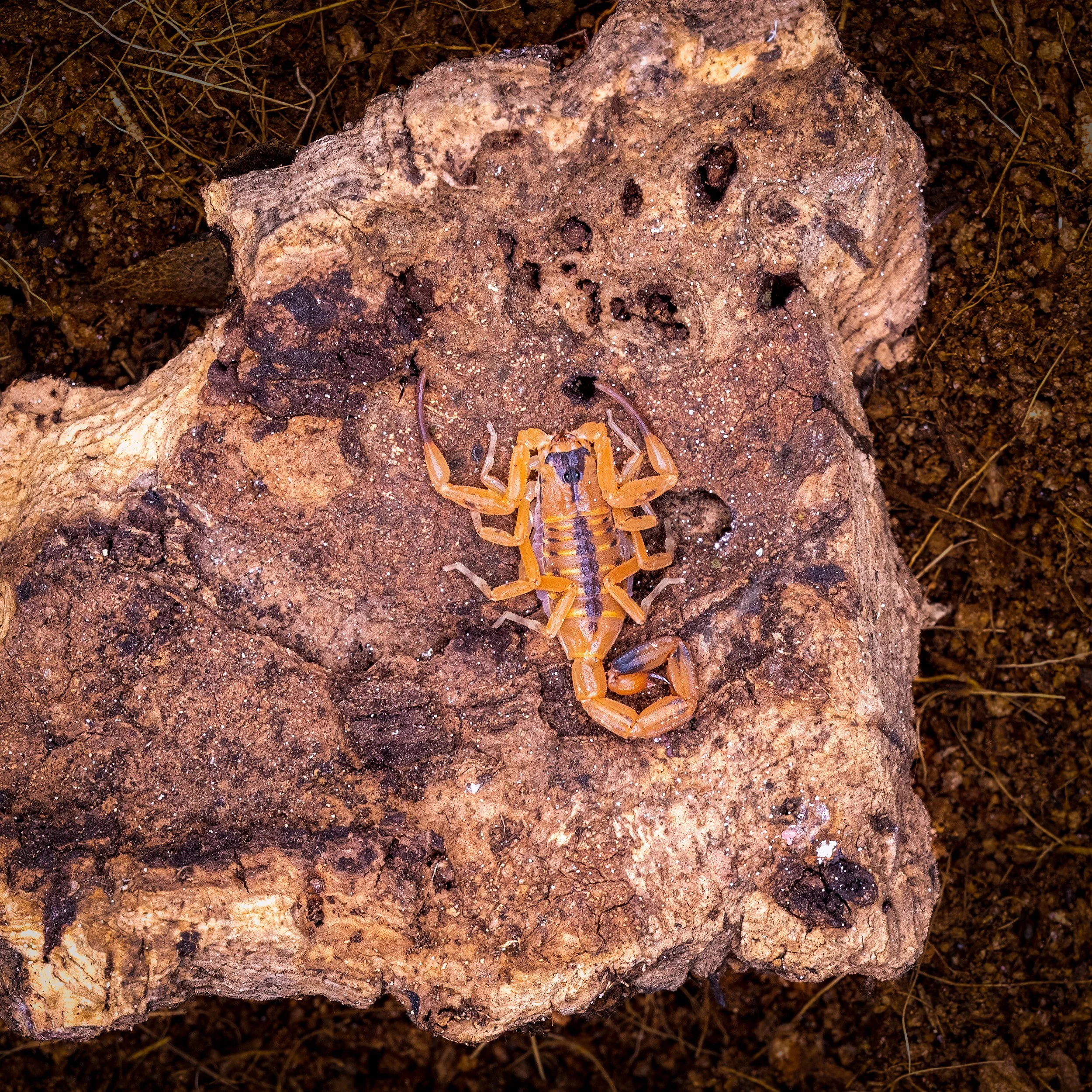 Brazilian Scorpion Tityus Stigmurus -1.jpg