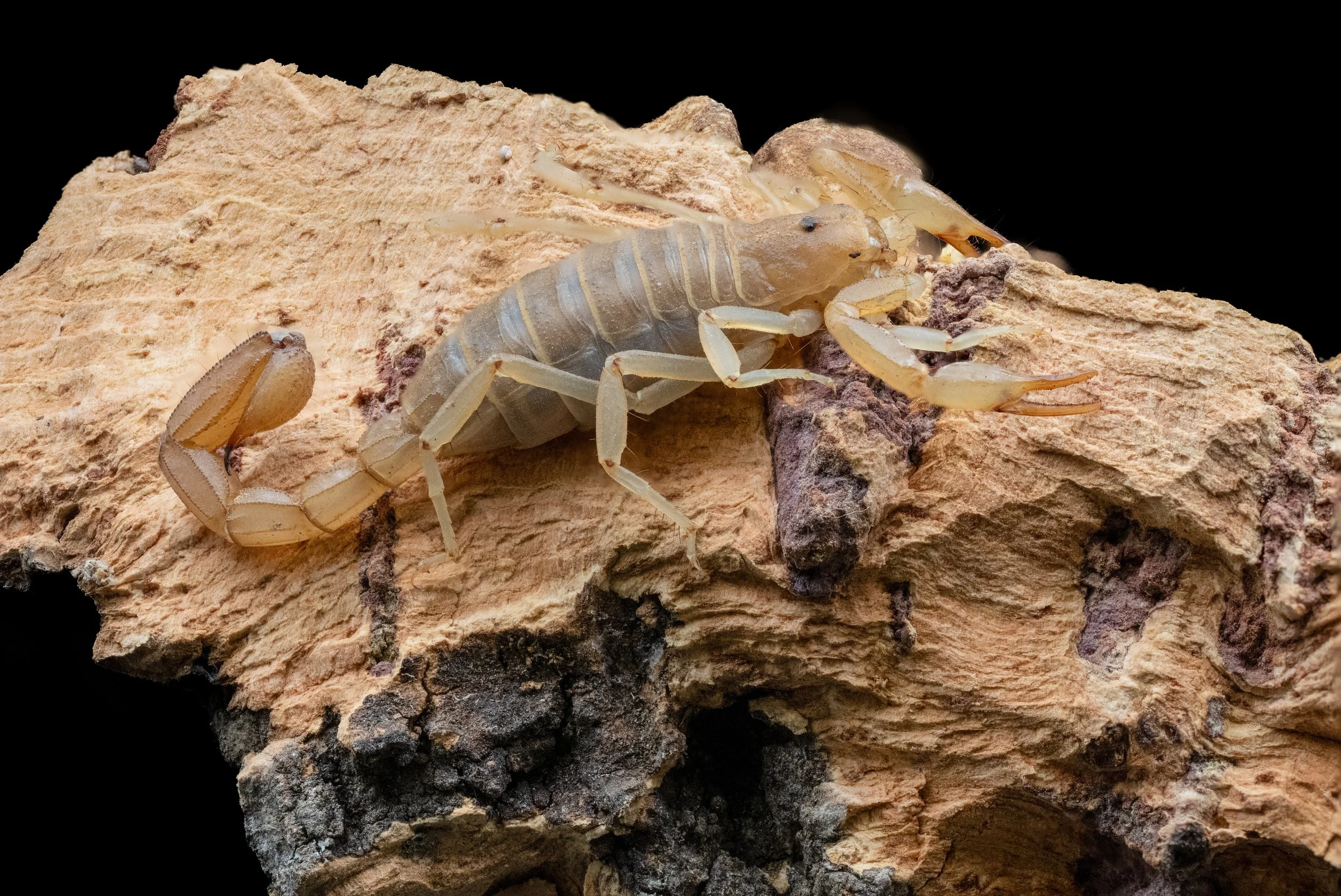 Desert Hairy Scorpion-2 comp.jpg