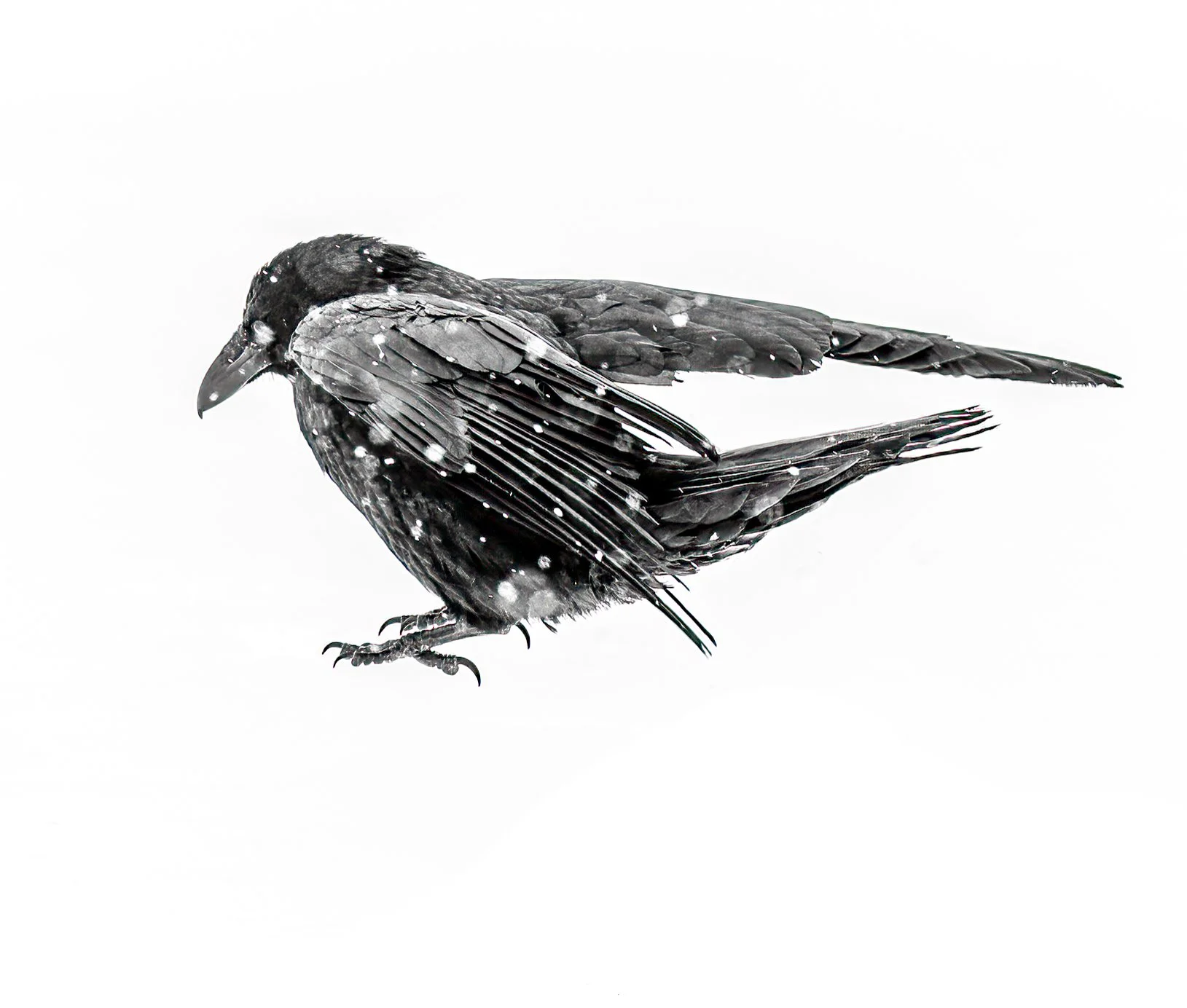 Alaska (2022 Edit)-1.jpg