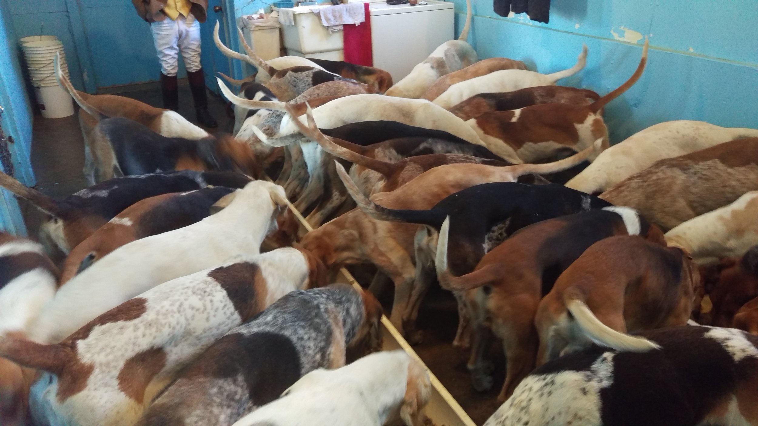 Donate to Support Our Hounds