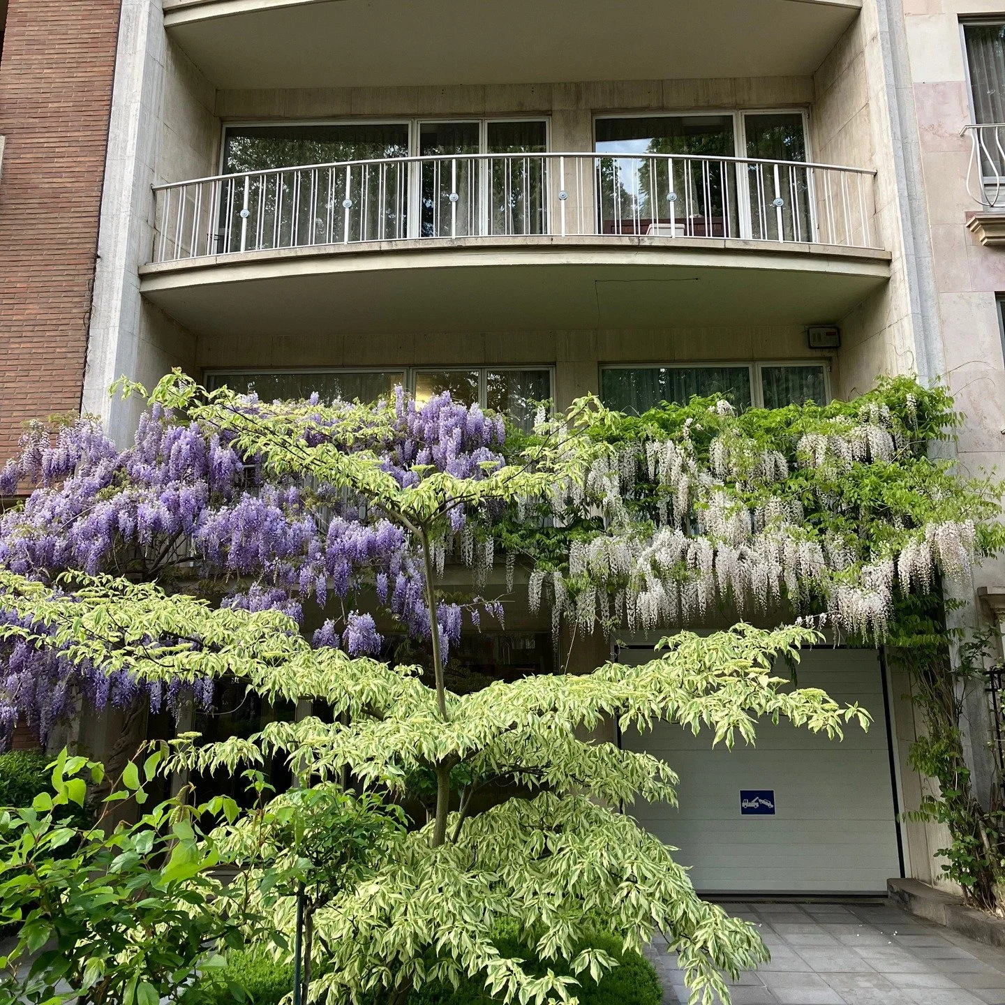 April walks in Brussels, where Wisteria is in full bloom.

Most that I have seen around Woluwe-Saint-Pierre are either in lilac or white.

With its cascading clusters of fragrant flowers, Wisteria carries rich and varied symbolism across different cu