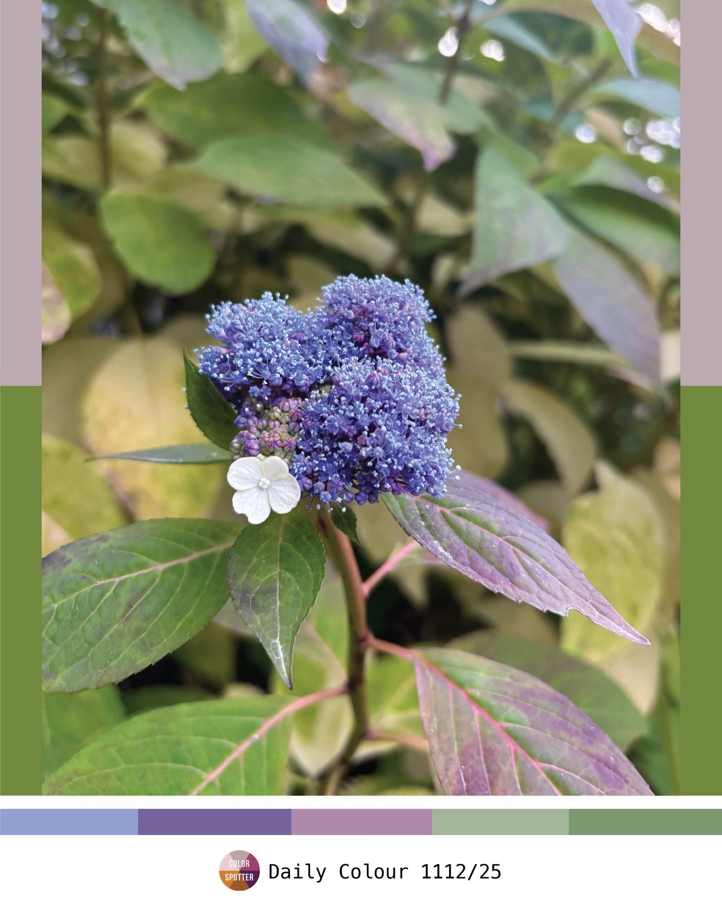 My daily colour.

Colours of late autumn, at the threshold of winter... walking in the Sainte Alix area of Woluwe-Saint-Pierre, Brussels.

The greens of the mountain hydrangea (Hydrangea serrata), with the neon-like power, are making their statement,