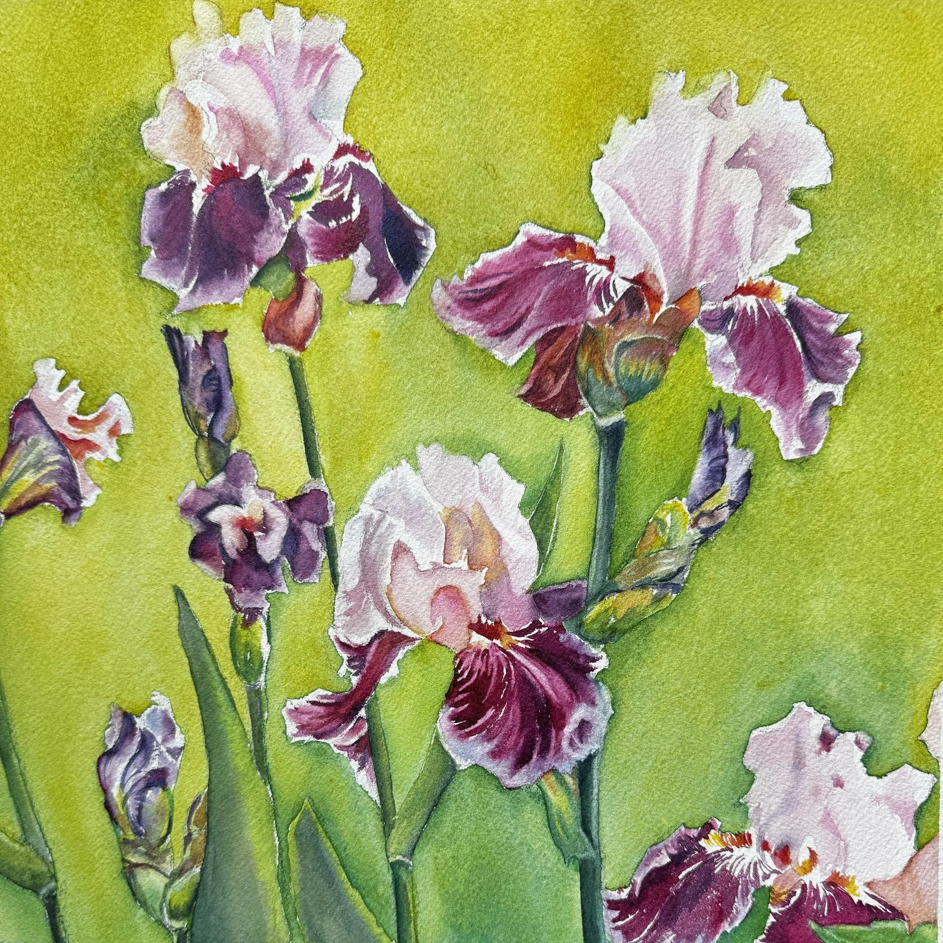 Victoria Jendretzke - Pink Irises; 12x12 watercolor, $400