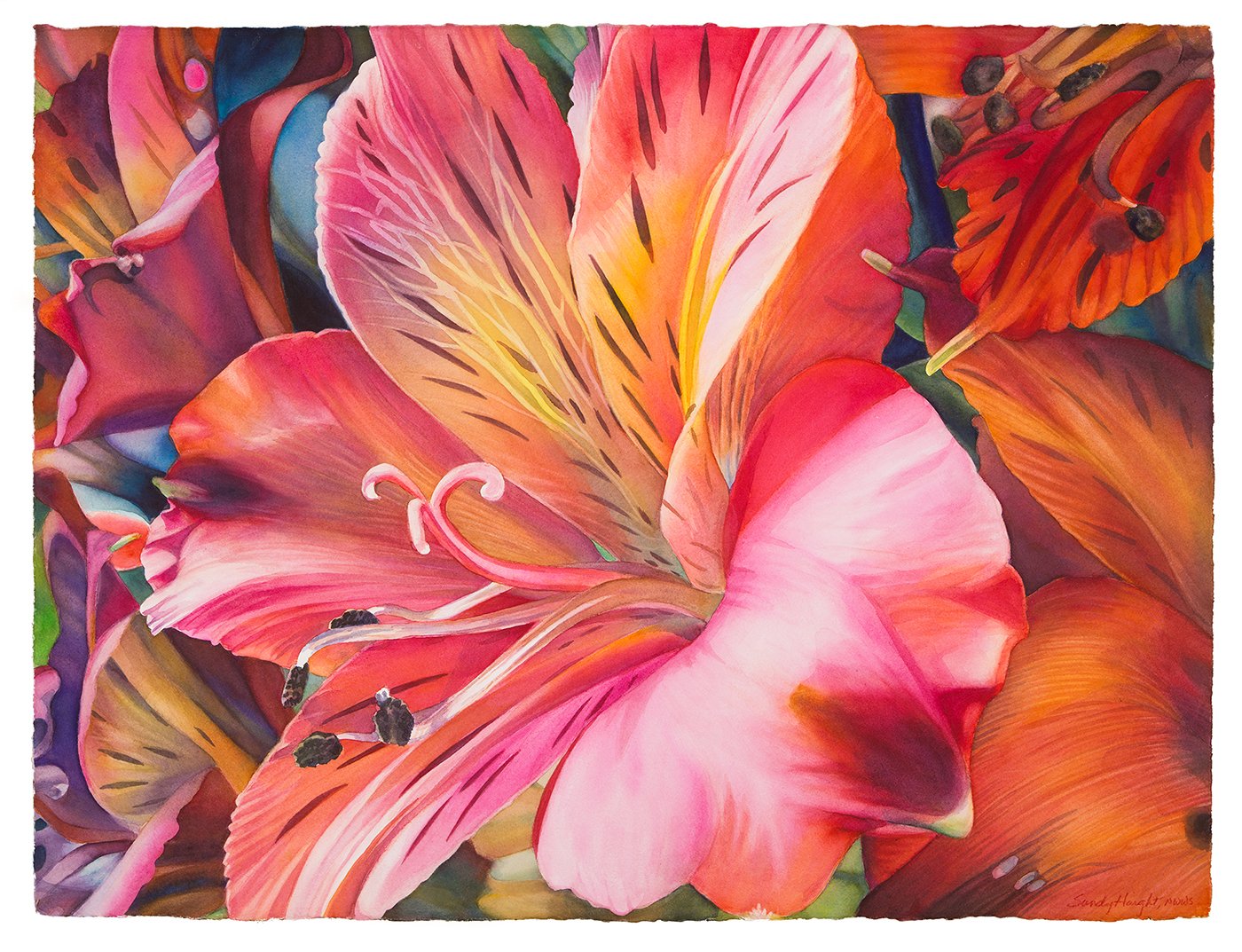 Flamboyance, 22x30 watercolor, $3500