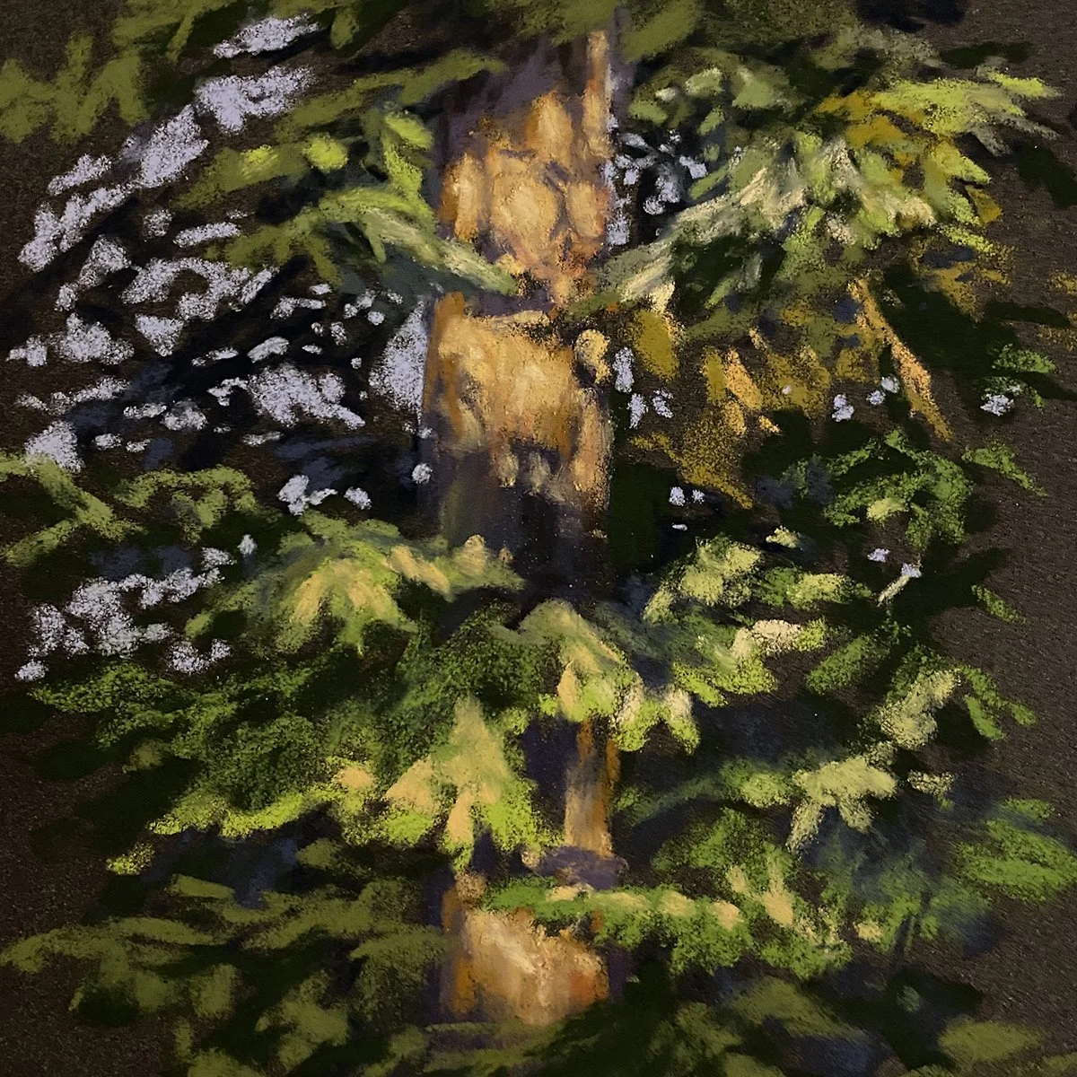 Afternoon Glow, 8x8 soft pastel, $250