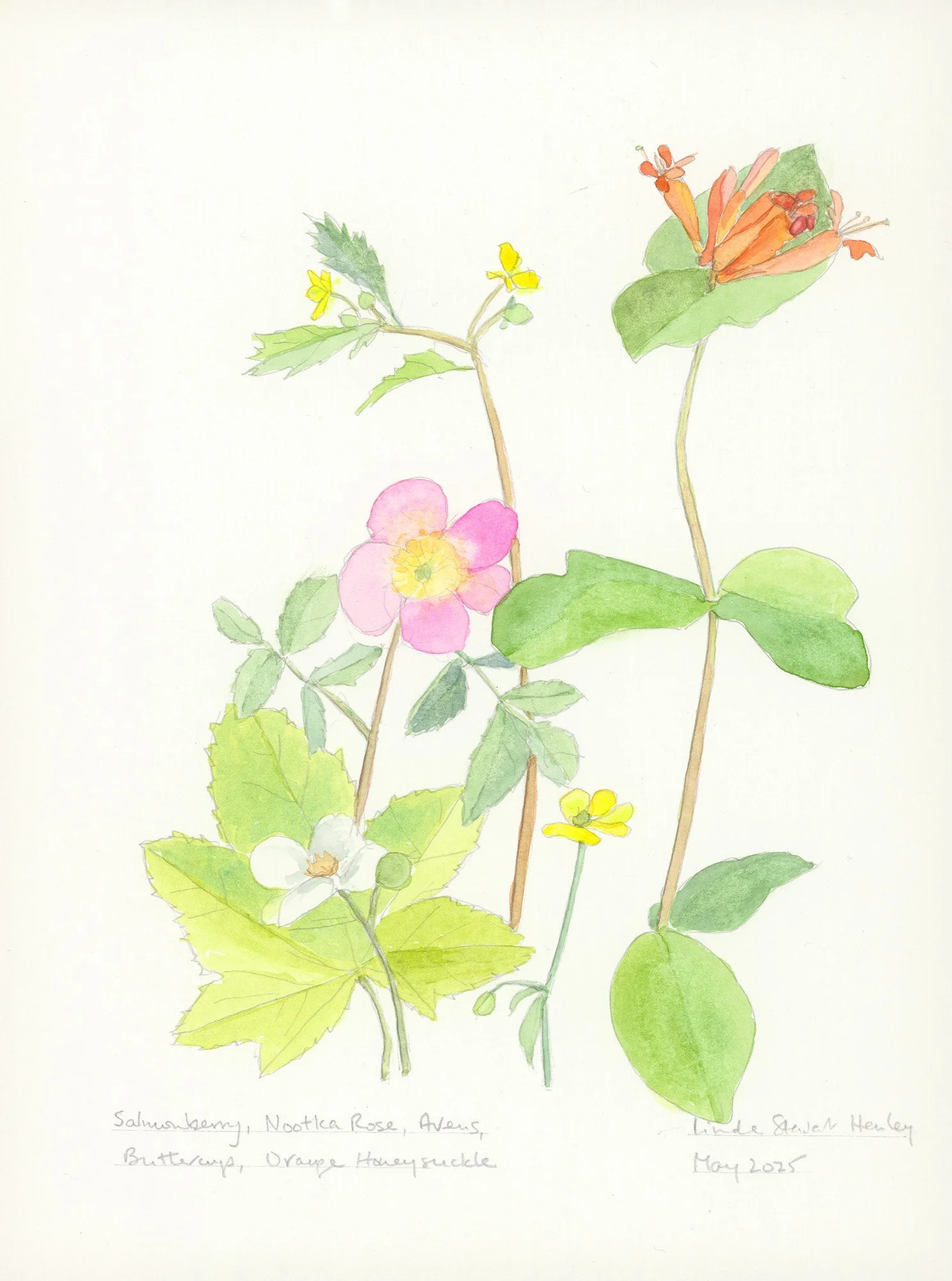 Salmonberry, 15.5 x 12.5 watercolor, $595