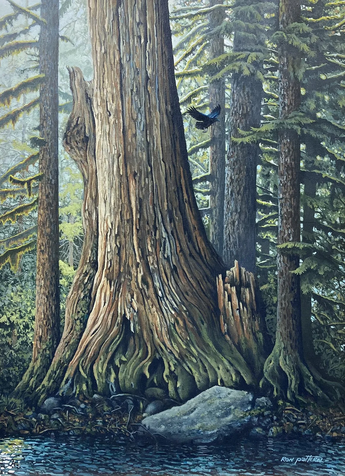 Ron Pattern - Big Cedar, 24x18 acrylic, $1800