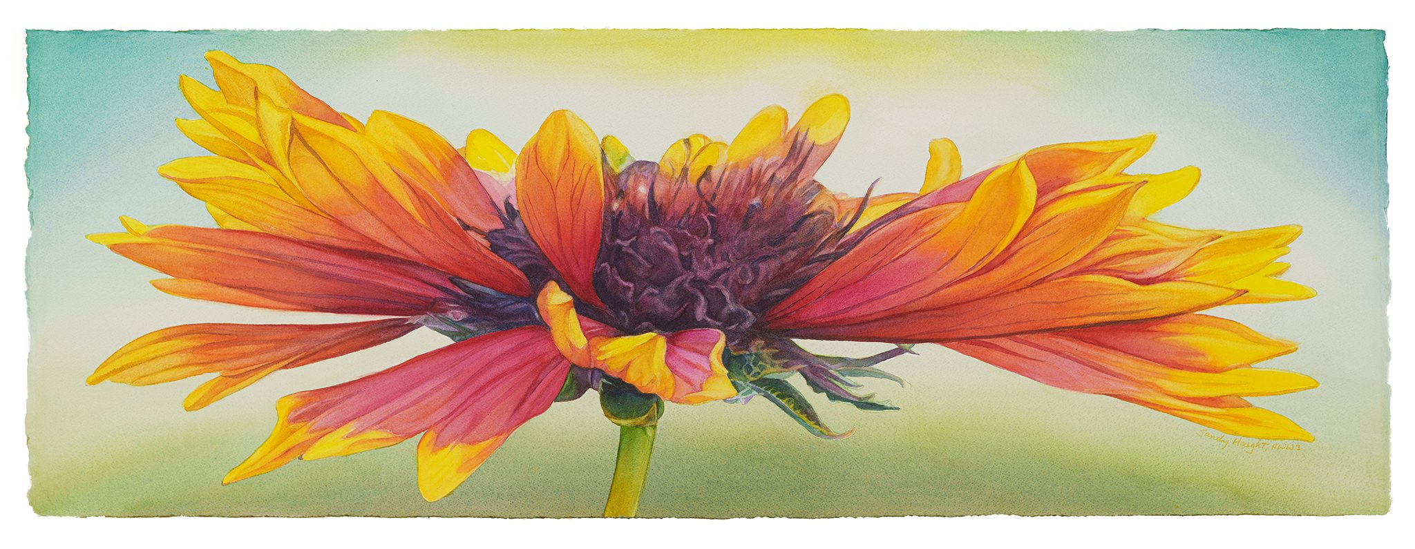 Meadow Star, 15x41 watercolor, $2250