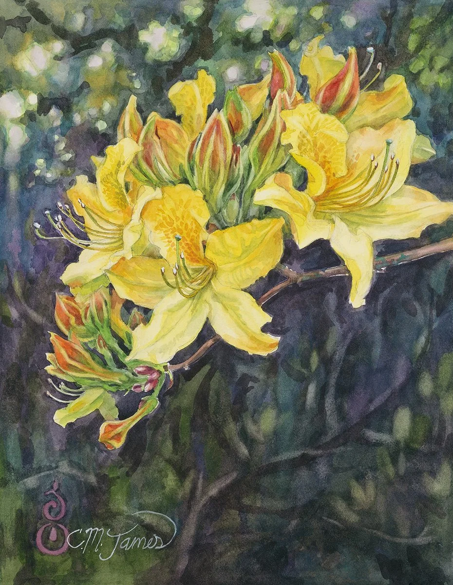 Yellow Azalea, 14x11 watercolor, $450