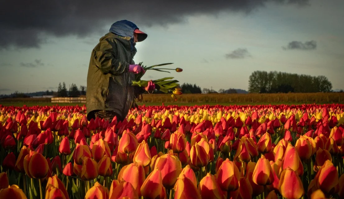 Tulip Dreaming, 11X18 float frame, $425